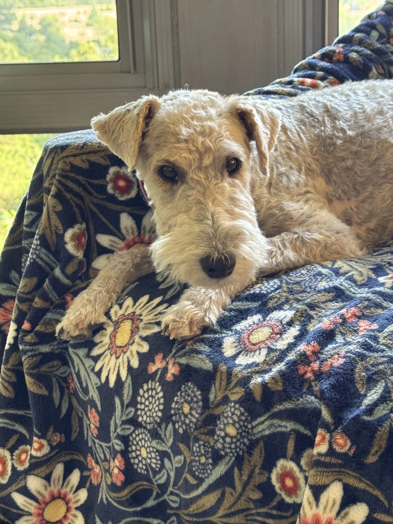A small black and white dog with a distinctive black patch around one eye, sitting on a towel in what appears to be a stainless steel room, possibly a veterinary or grooming facility.