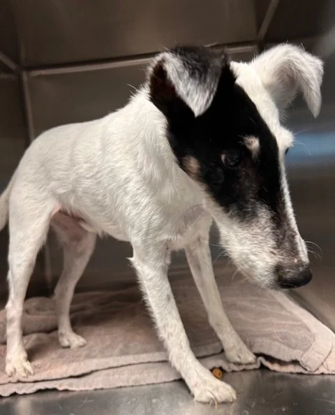 A small black and white dog with a distinctive black patch around one eye, sitting on a towel in what appears to be a stainless steel room, possibly a veterinary or grooming facility.