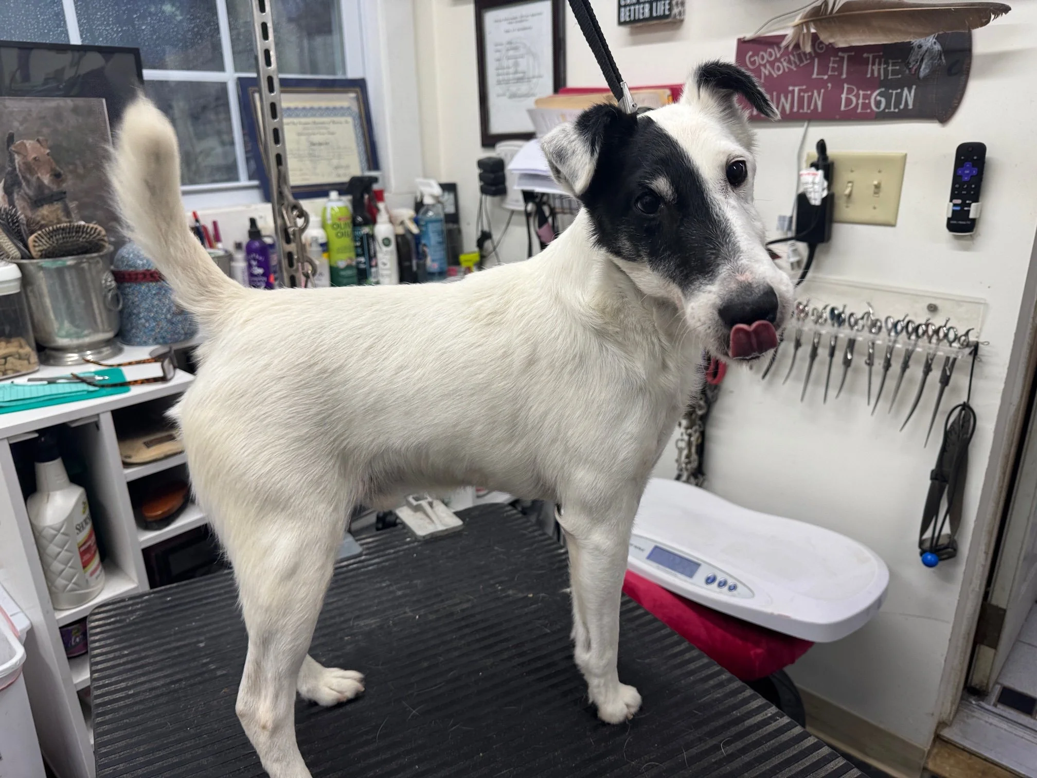 A fluffy, curly-haired dog with a black nose and one ear partially folded, sitting indoors on a floral blanket with a person's hand gently supporting its neck.