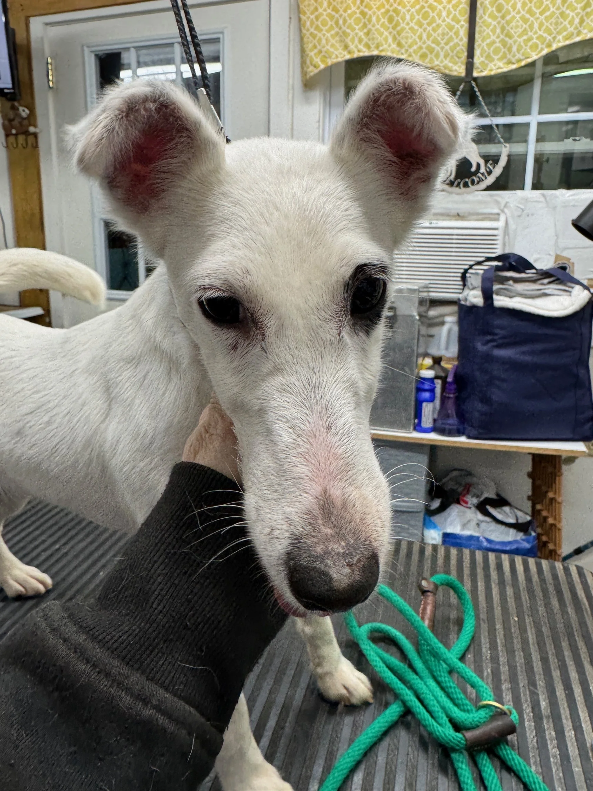 A fluffy, light-colored dog lying on a green textured blanket with a large carrot in its mouth.