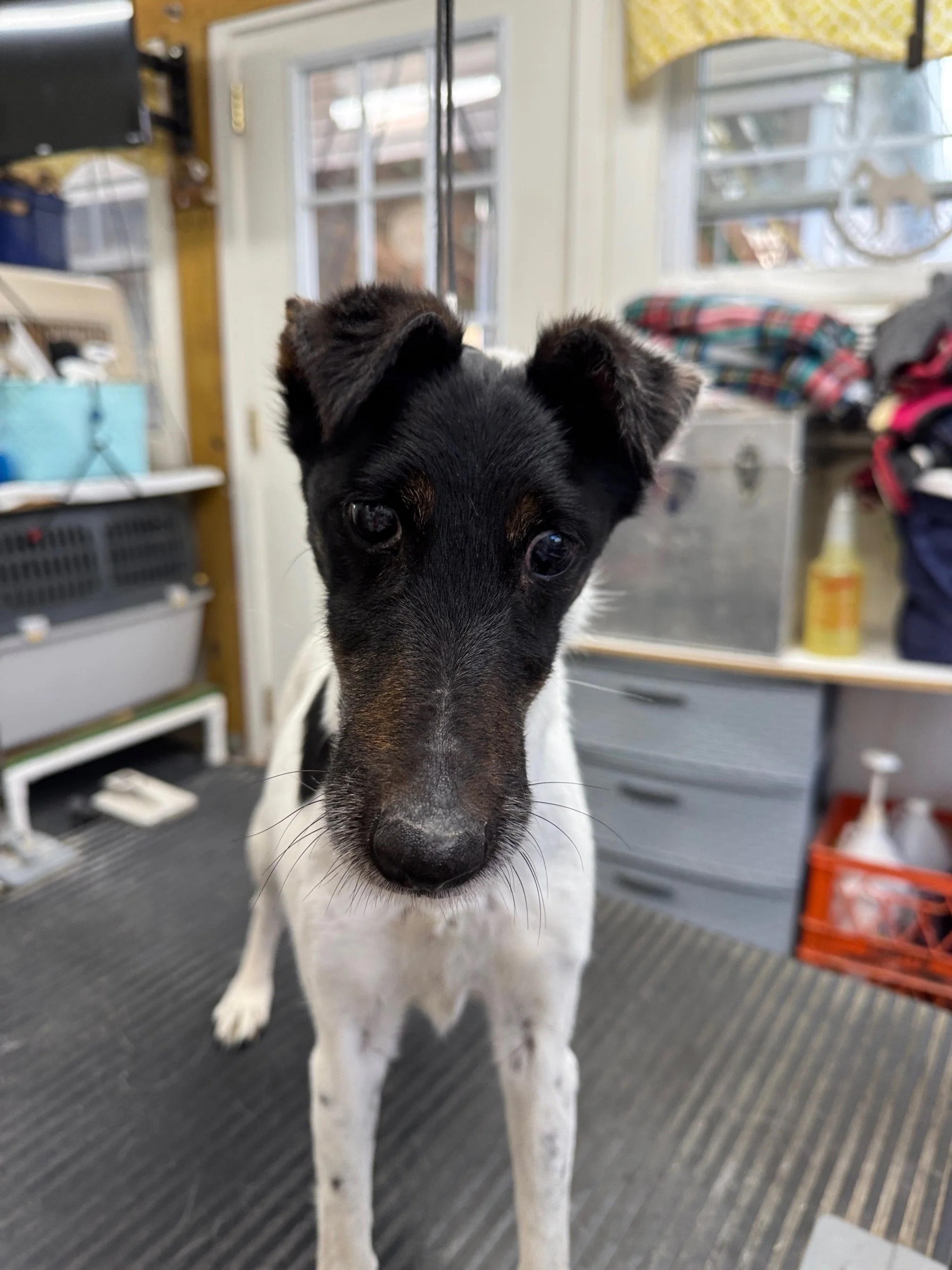 A small black and white dog with a distinctive black patch around one eye, sitting on a towel in what appears to be a stainless steel room, possibly a veterinary or grooming facility.