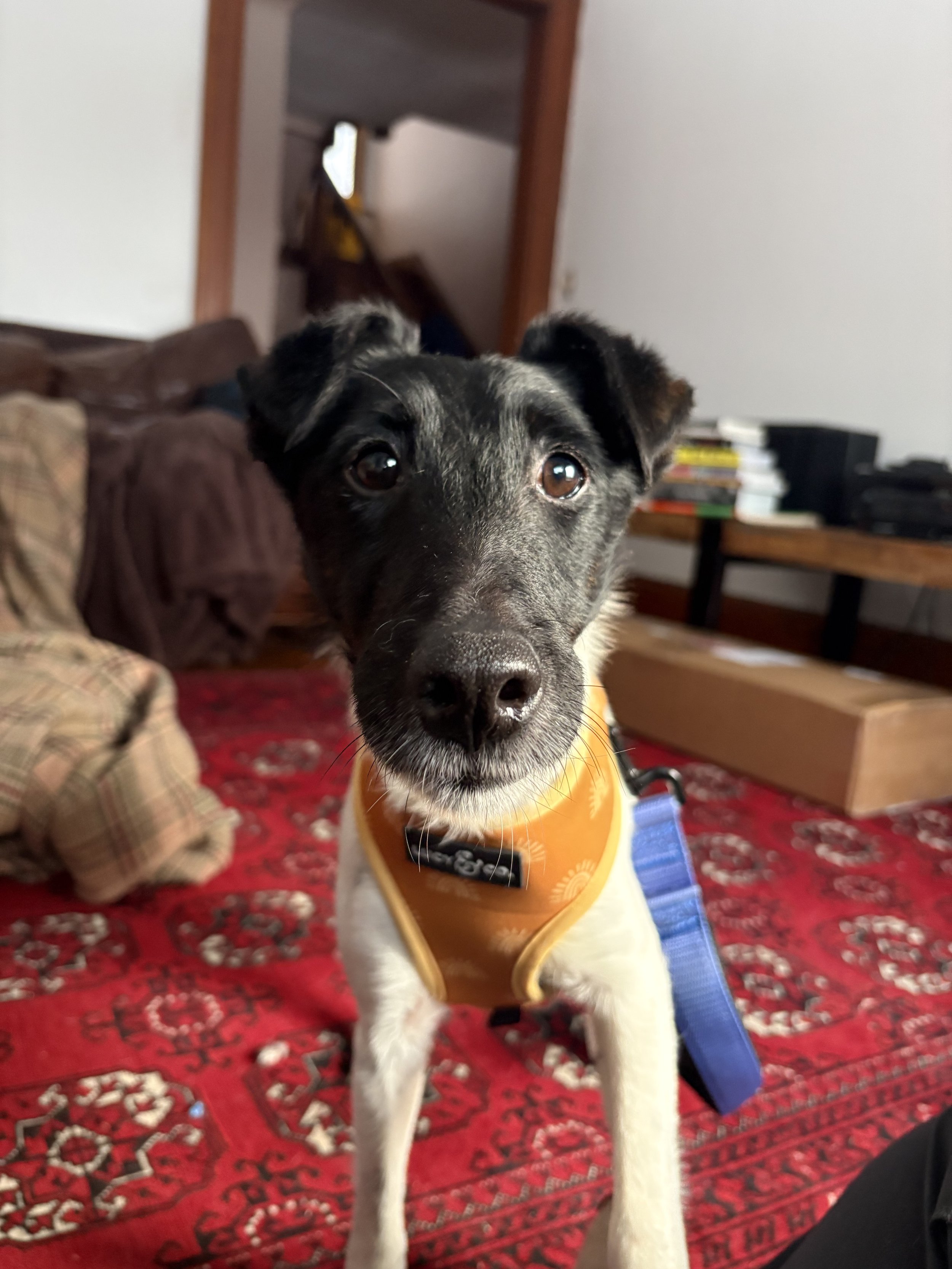A fluffy, curly-haired dog with a black nose and one ear partially folded, sitting indoors on a floral blanket with a person's hand gently supporting its neck.