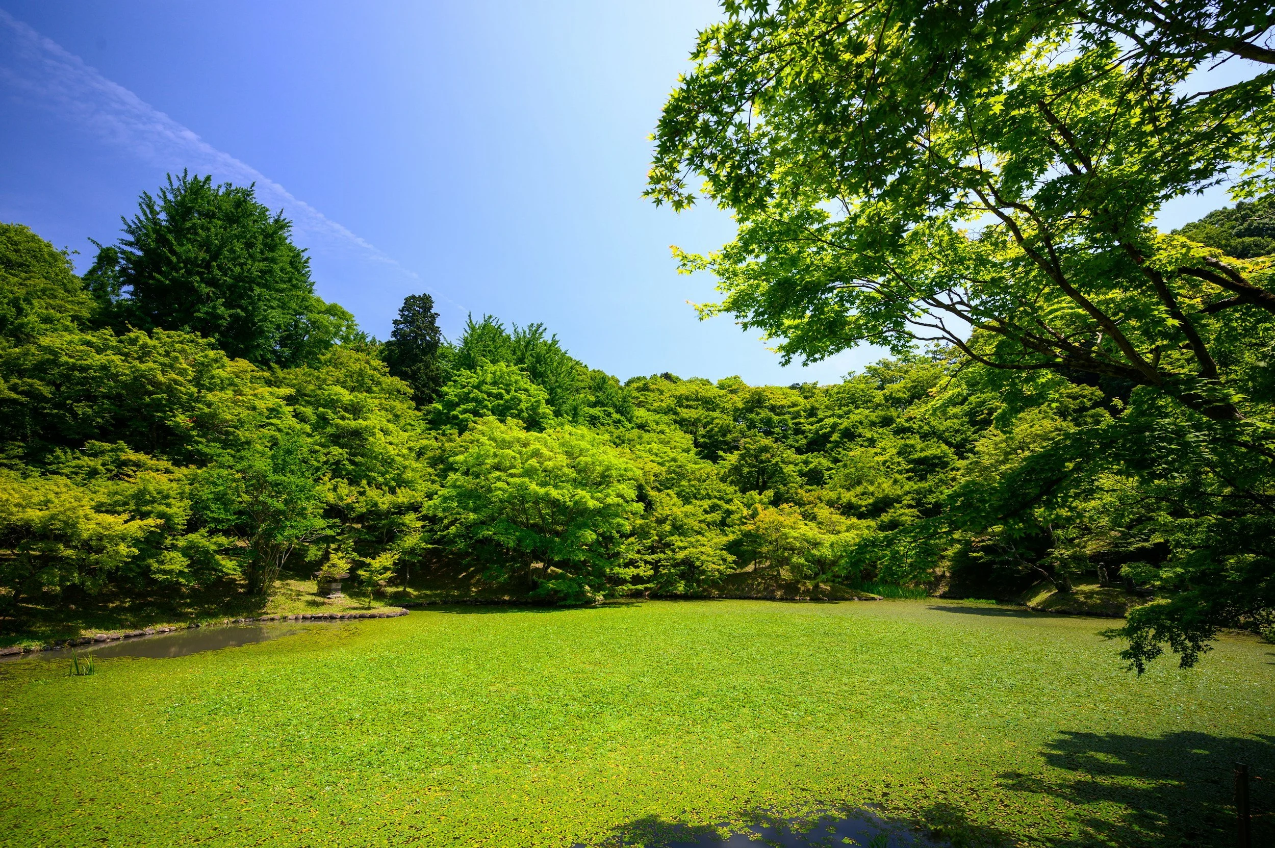 A lush green park with a pond covered in lily pads, surrounded by dense trees under a clear blue sky.