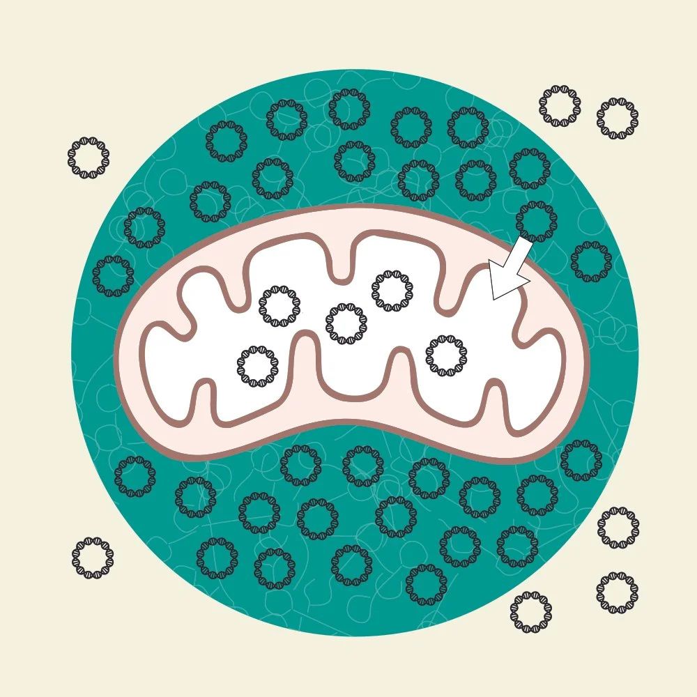 Gene Weaver selected as ARIA R&amp;D Creator to tackle 50-year-old mitochondrial engineering challenge