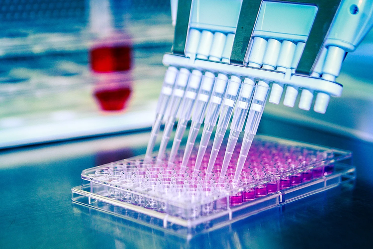 Multichannel pipette dispensing pink liquid into a 96-well plate in a laboratory setting, representing high-throughput gene editing screening and research workflows