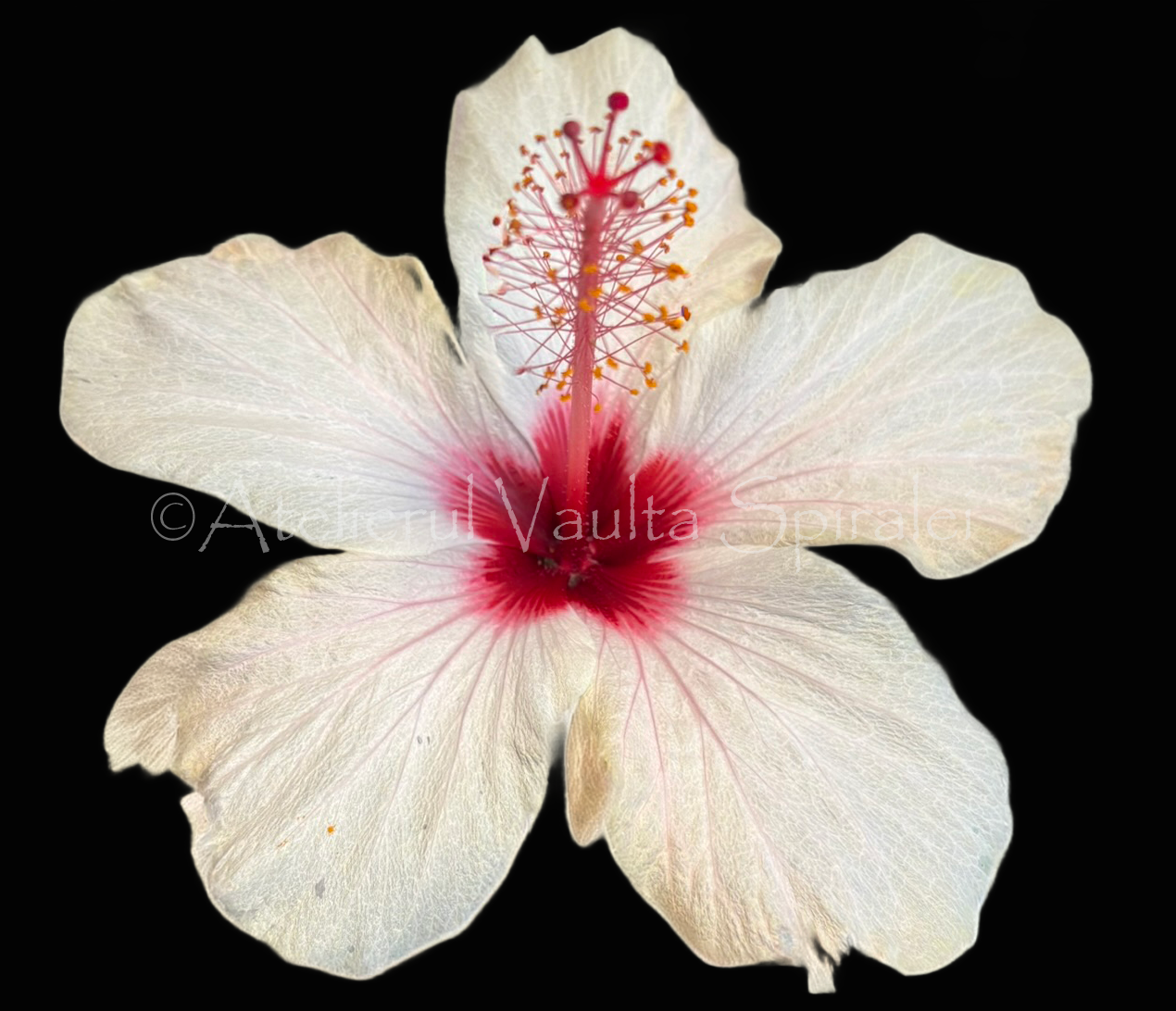 Botanical Field Notes — Flower — Axial Emergence - Photograph