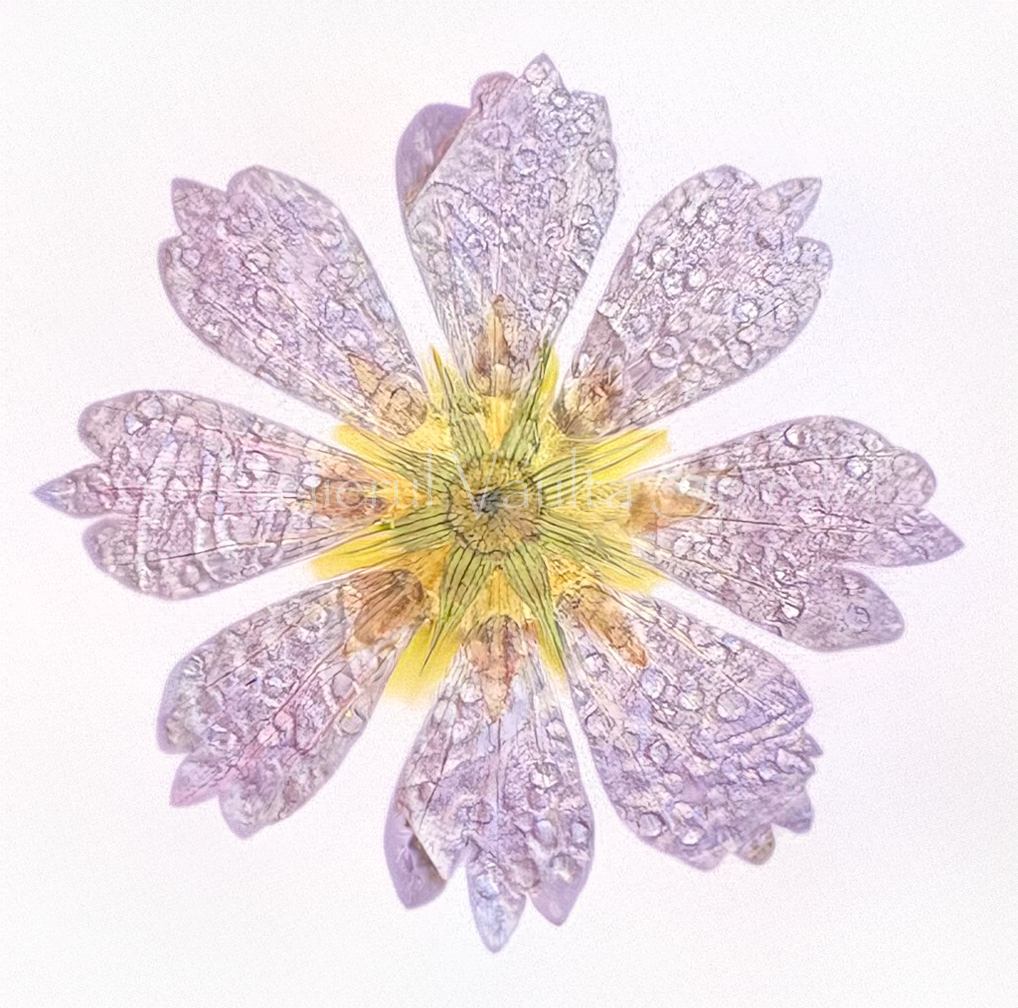 Botanical Field Notes — Flower — Radial Hold - Photograph