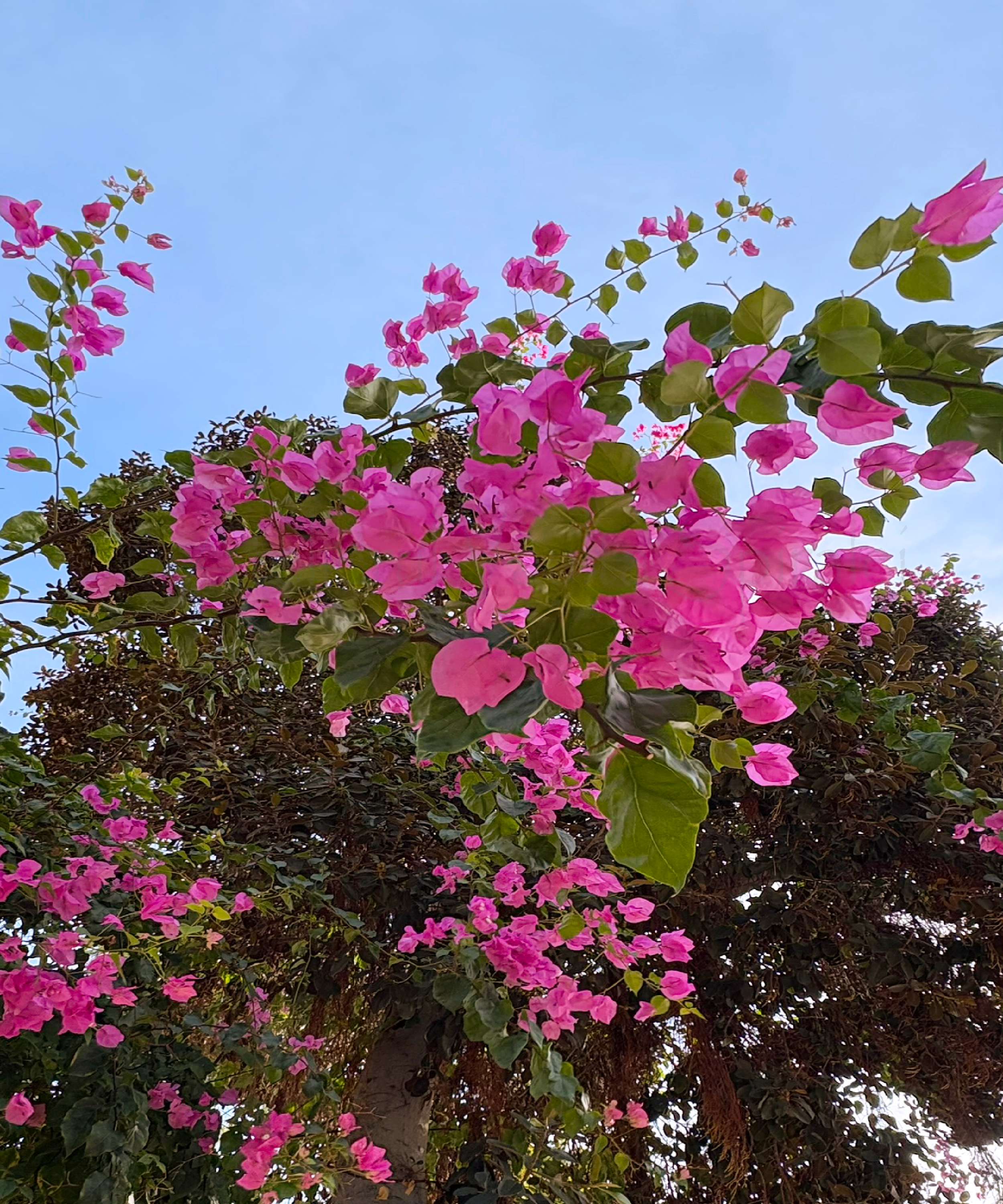 Canopy of Returning Light — Bougainvillea - Photograph