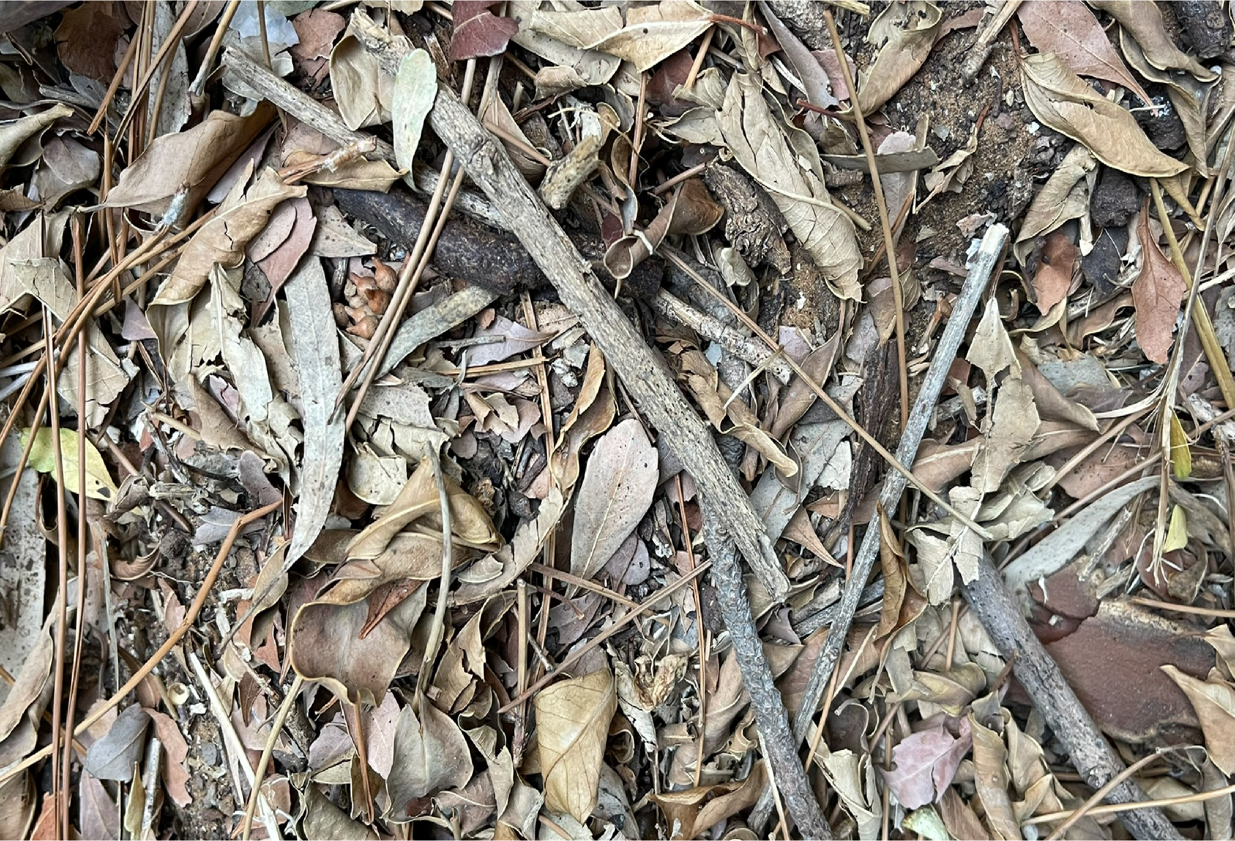 Ancient Surfaces — Fallen Archive: Ashen Tangle