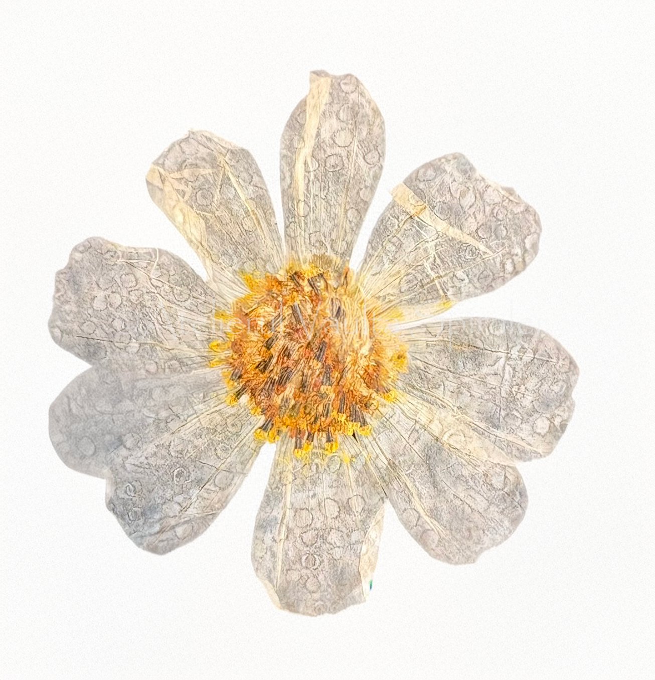 Botanical Field Notes — Flower — Radial Drift - Photograph