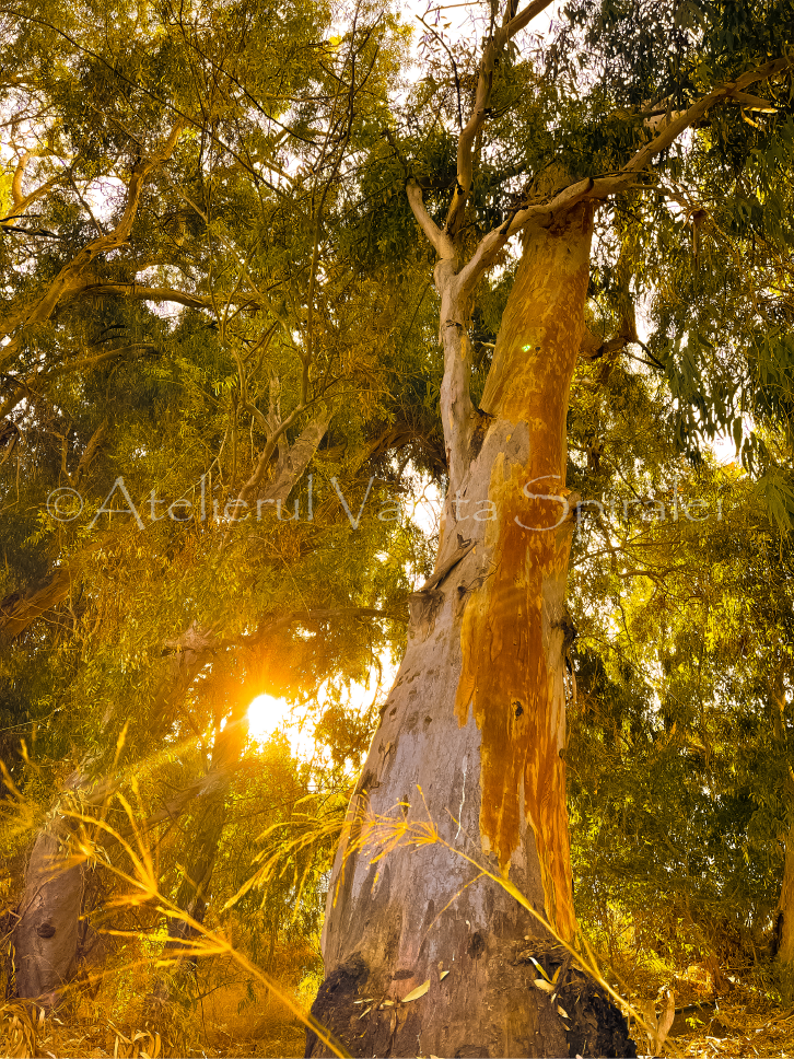 Bathed in Gold - Photograph