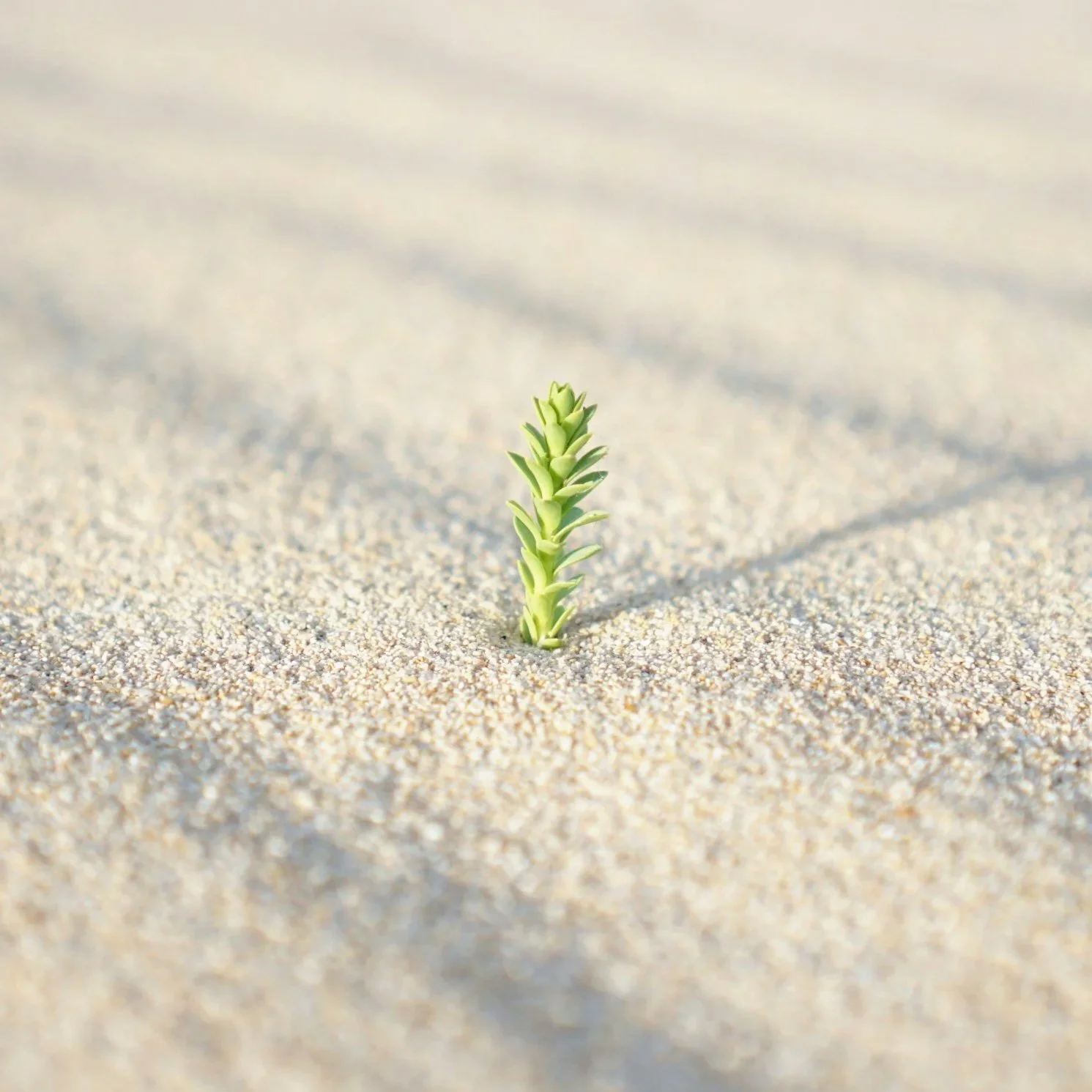 Pequeña planta verde creciendo en la arena