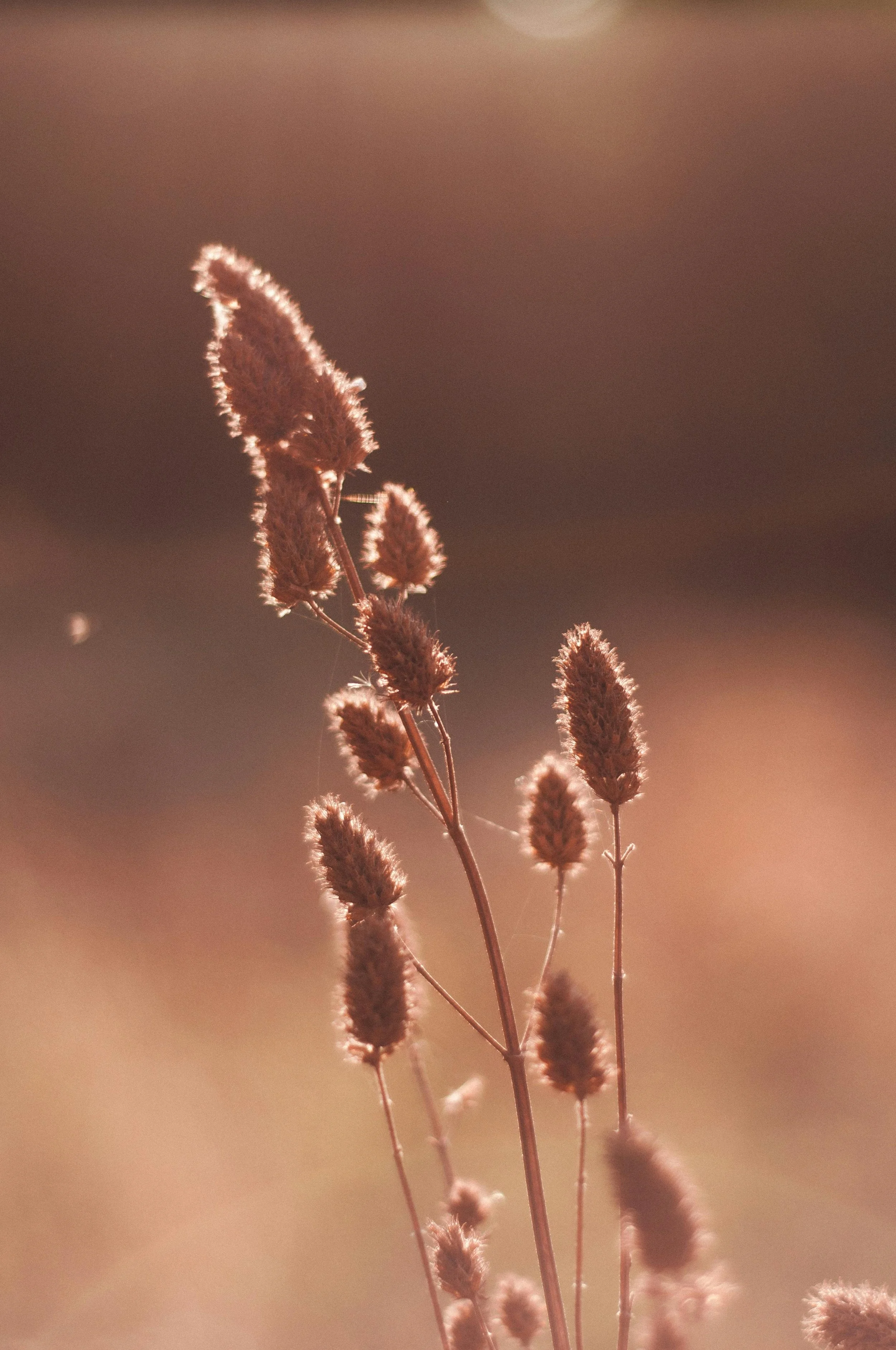 Plantas secas de color marrón claro con fondo difuso y cálido.