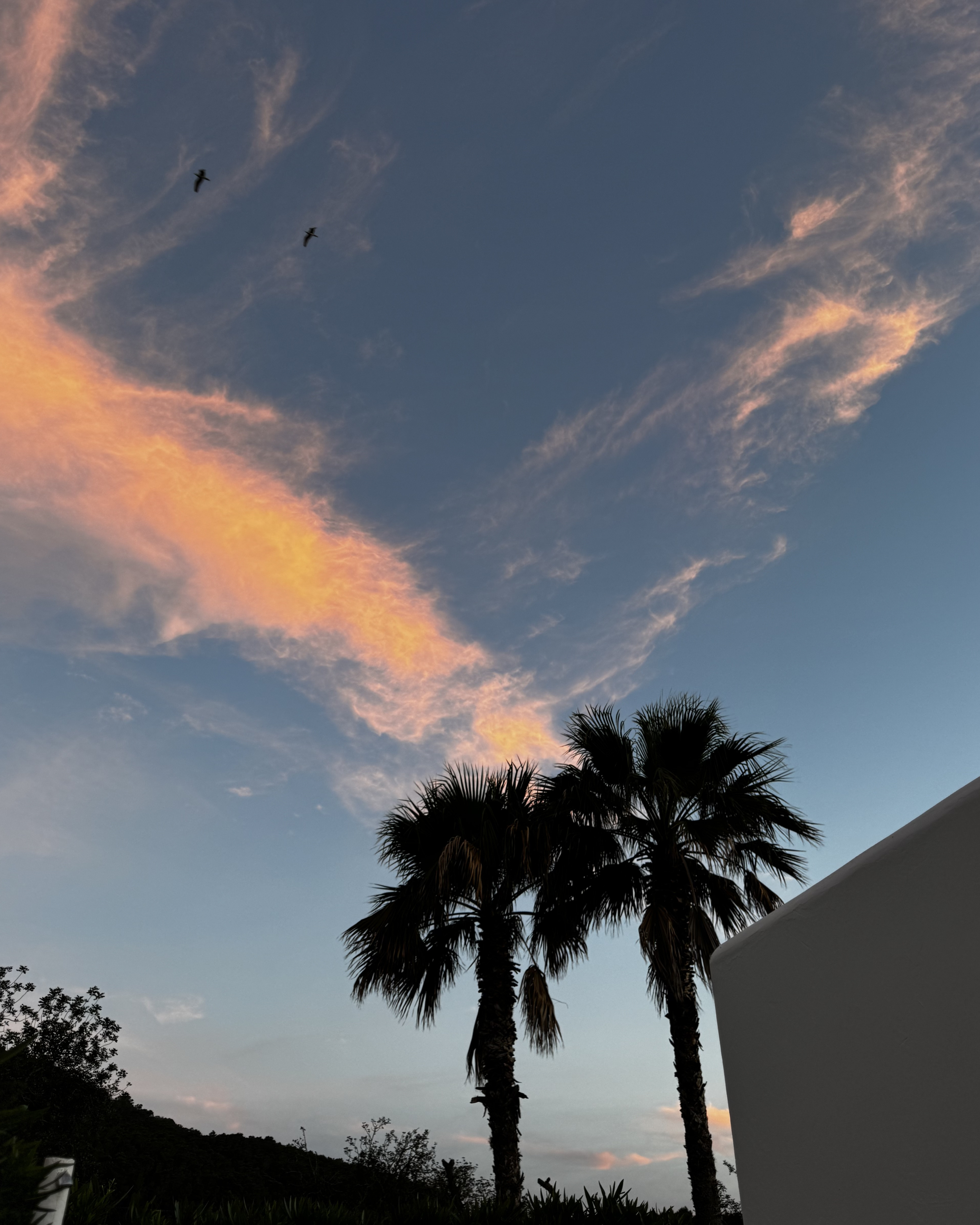 Palmbomen Ibiza yoga retreat Atzaro
