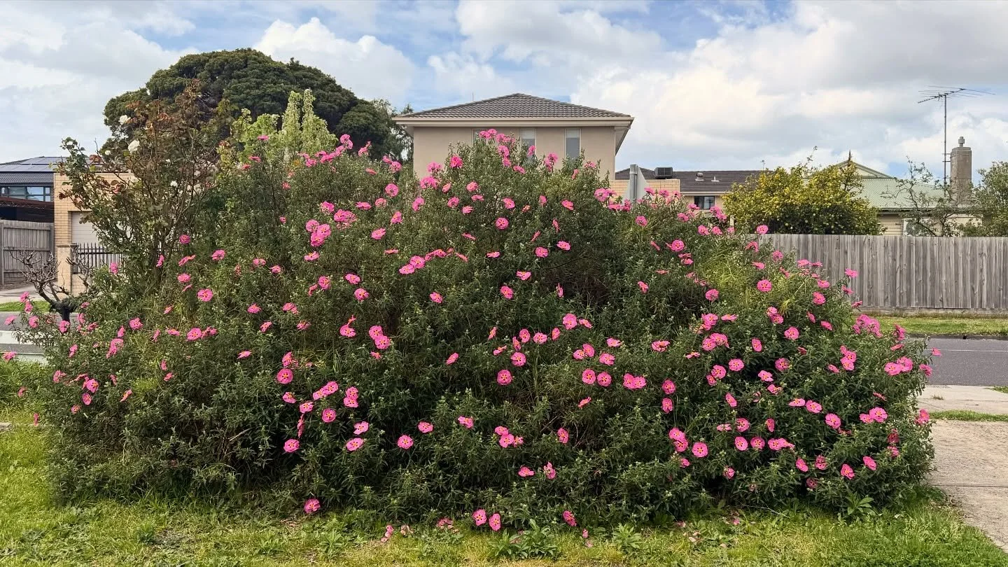 &ldquo;I love how summer slowly creeps in here. For weeks, this hedge stays quiet and green, blending into the everyday streets. Then suddenly, it&rsquo;s covered in pink blooms &mdash; bright and full, as if the season has gently announced its arriv