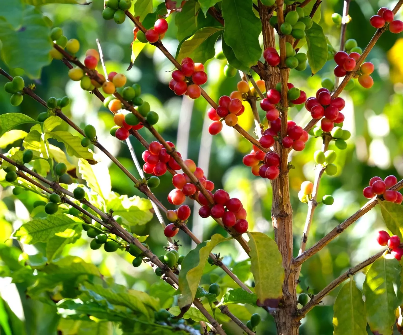 Visita de auténtica plantación y desgustación de café