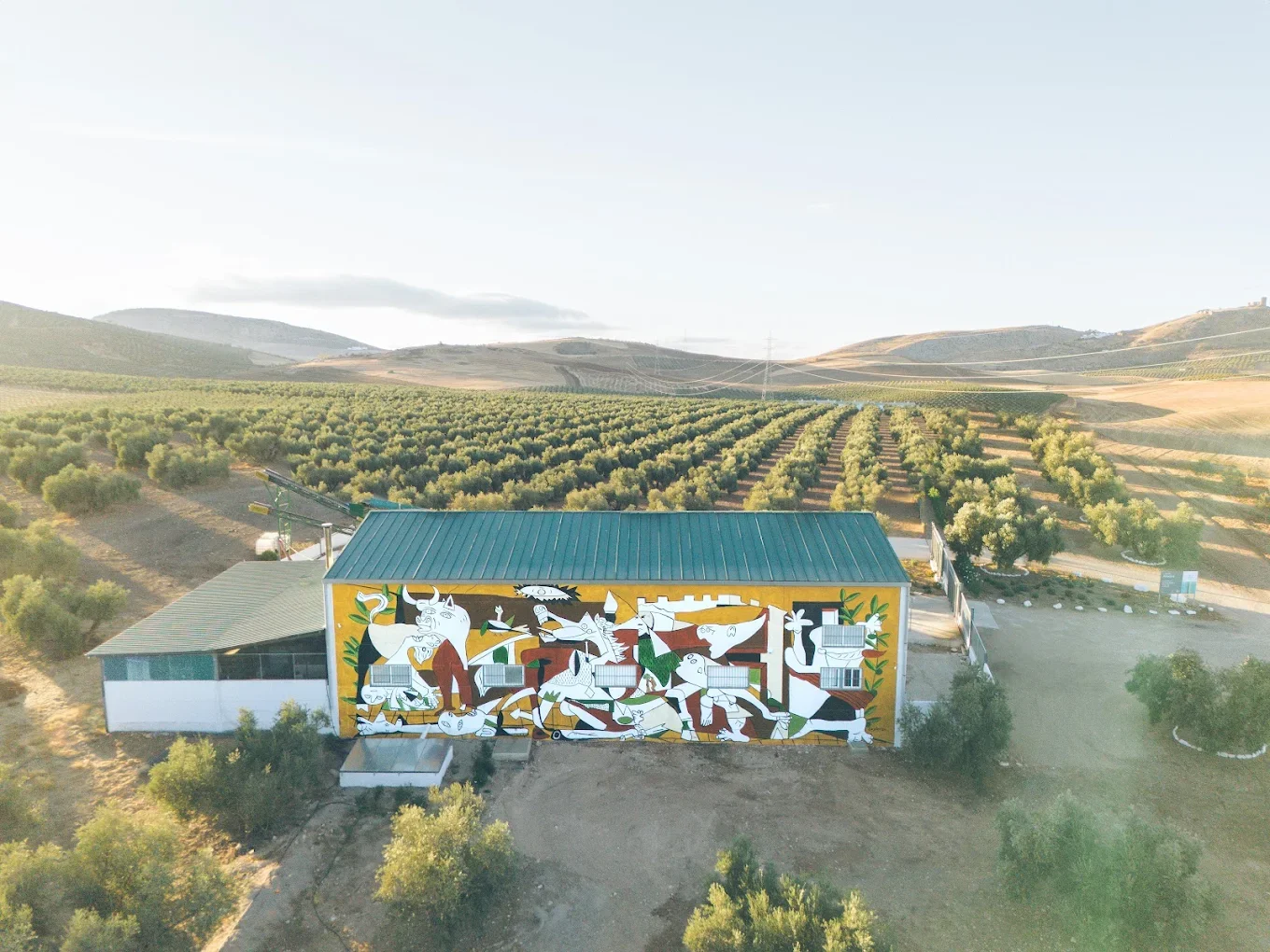 Descubre el aceite de las alturas en la comarca del Guadalteba