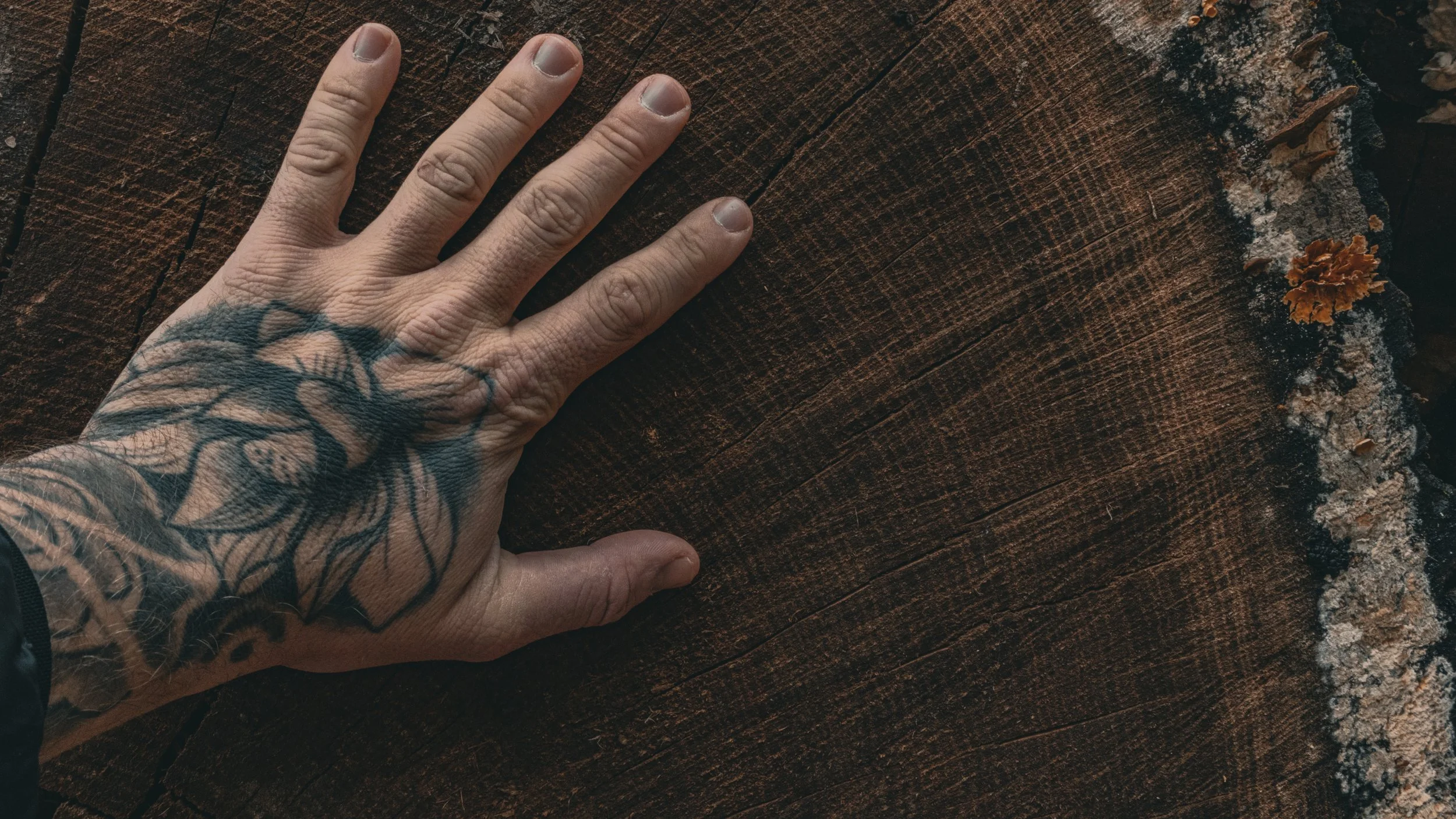 Old Growth in the Middle of Memphis