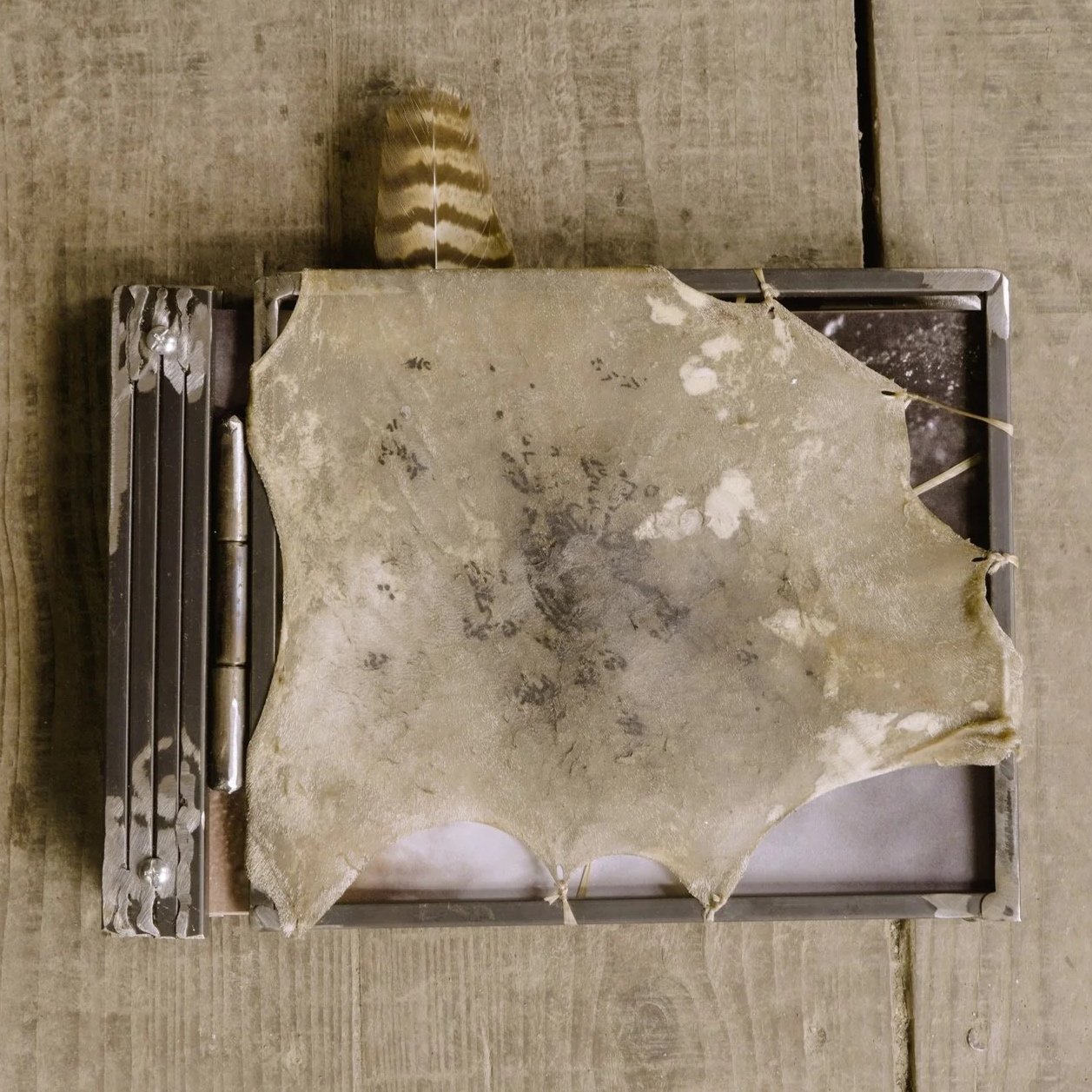 A weathered, torn piece of fabric or leather draped over a metal surface, with a small feather resting on the top left corner, all on a wooden floor.