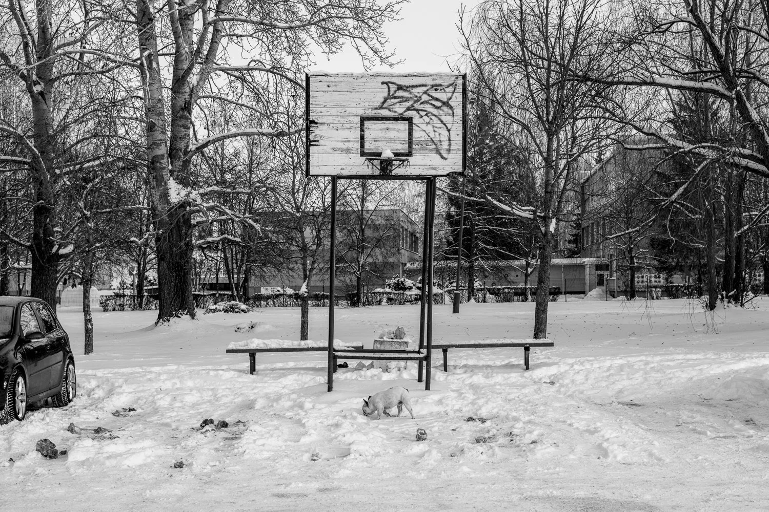 A snow-covered outdoor basketball court with a weathered backboard and hoop, graffiti on the backboard, benches, a small dog sniffing the snow, and leafless trees in the background during winter.