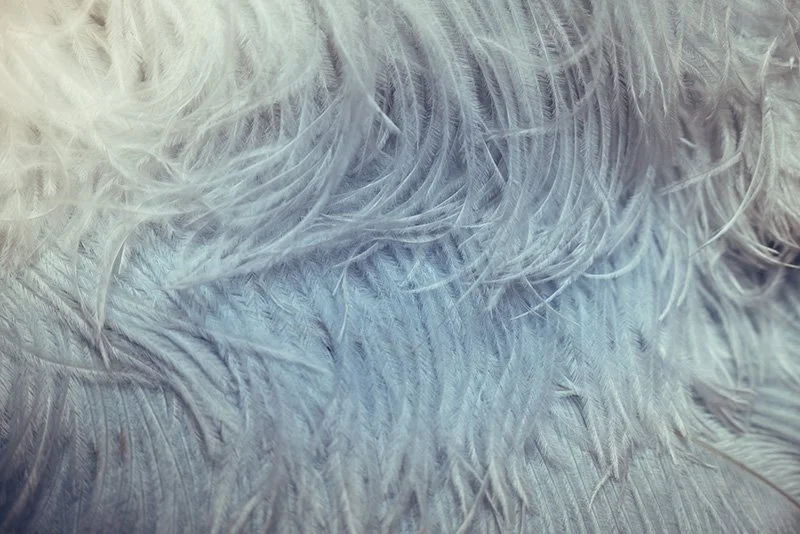 Close-up of soft, white feathers.