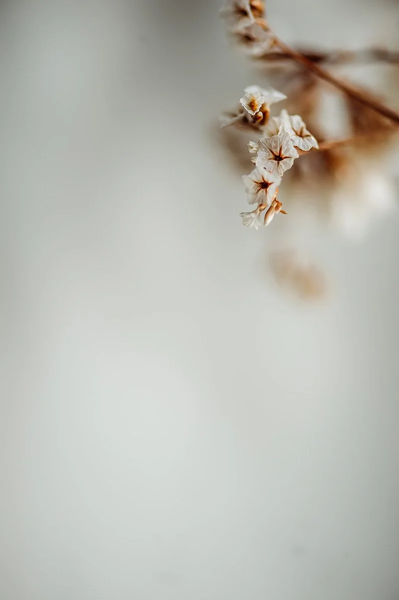 Close-up of dried flowers with pale petals and brown stems against a blurred, light background.