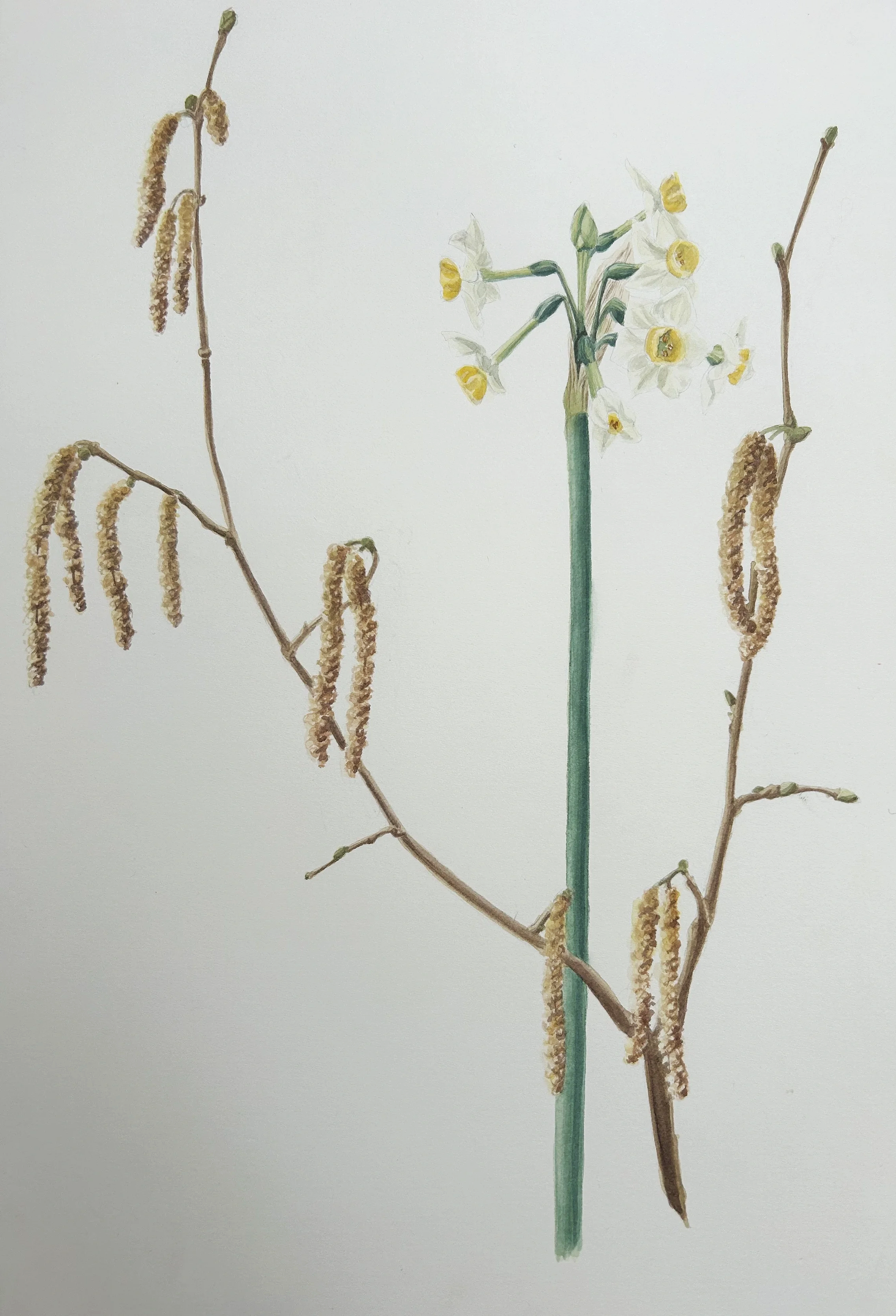 watercolour of catkins and narcissus by Amy Martin