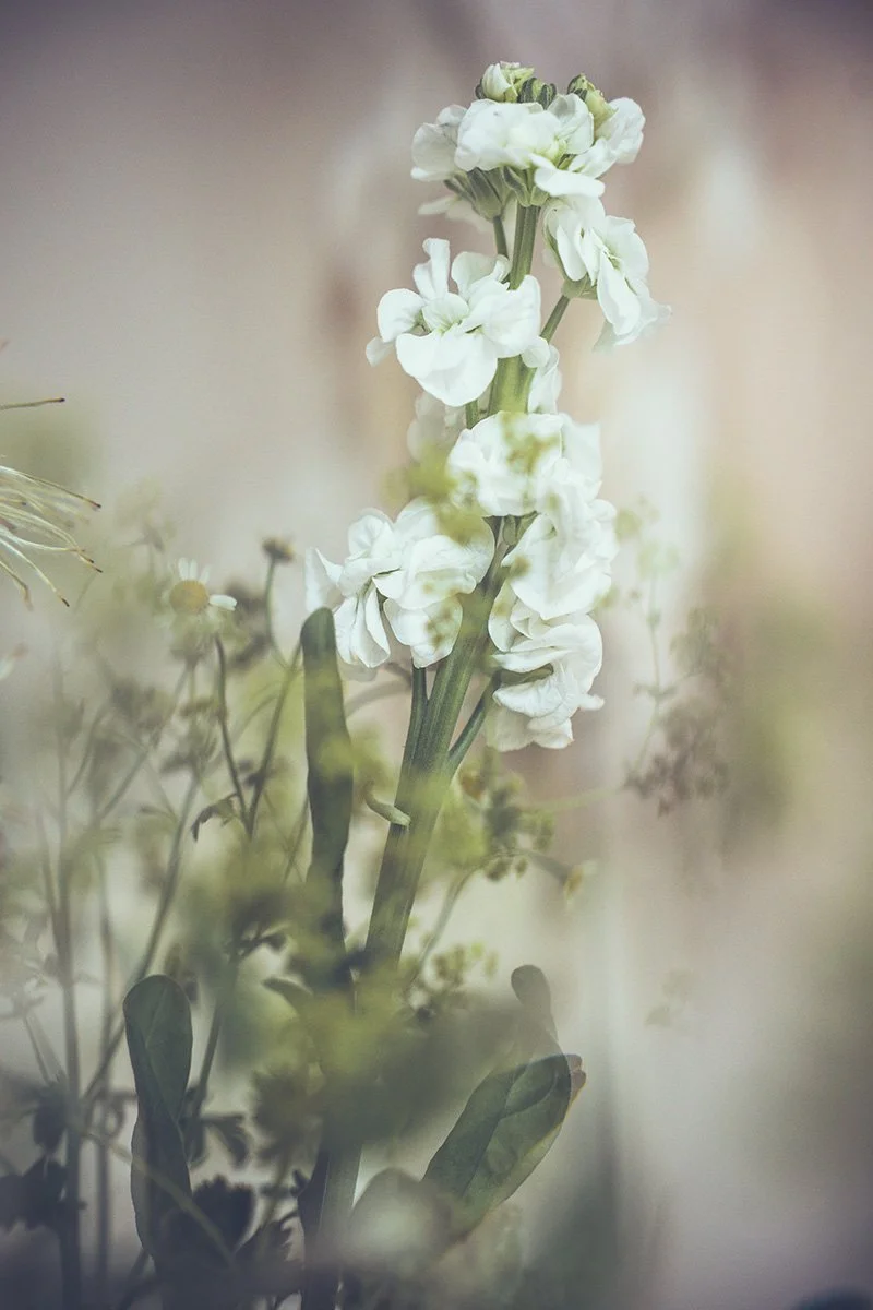 Close-up of a white flower with green leaves and stems in a soft-focus background.