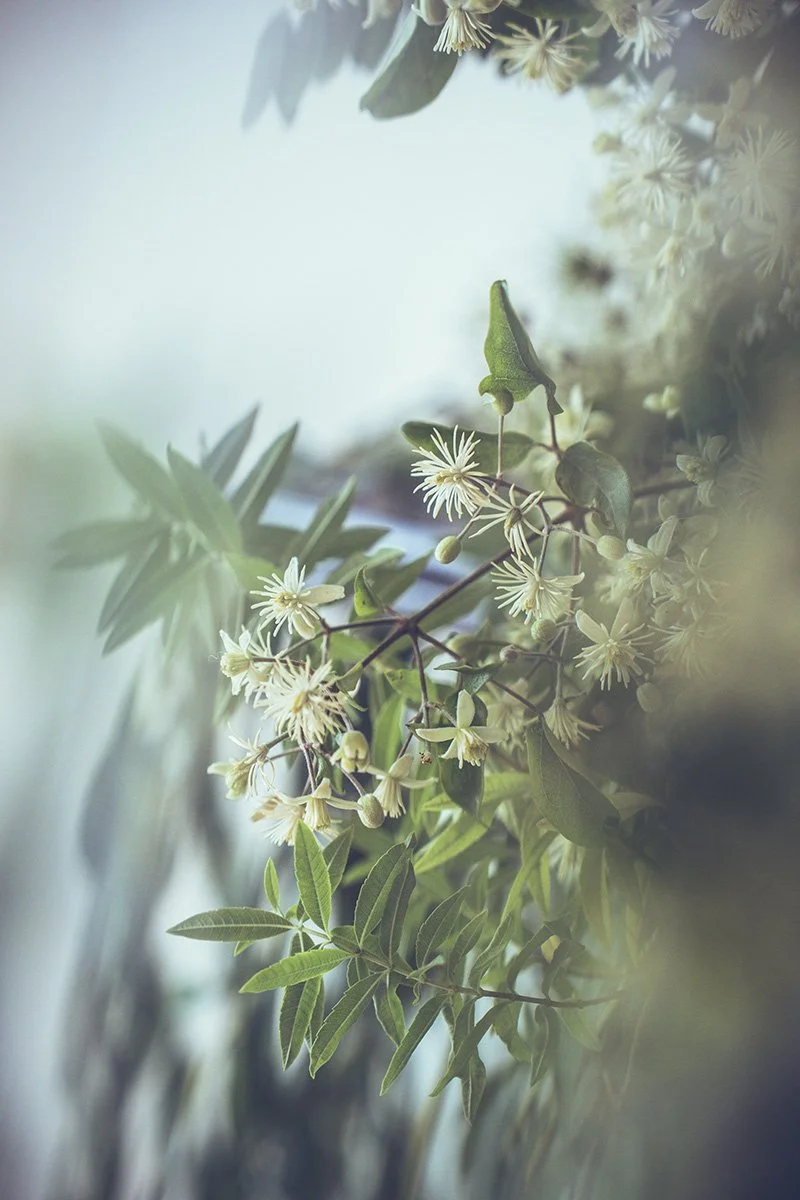 Close-up of white wedding flowers and green leaves with a blurred background.