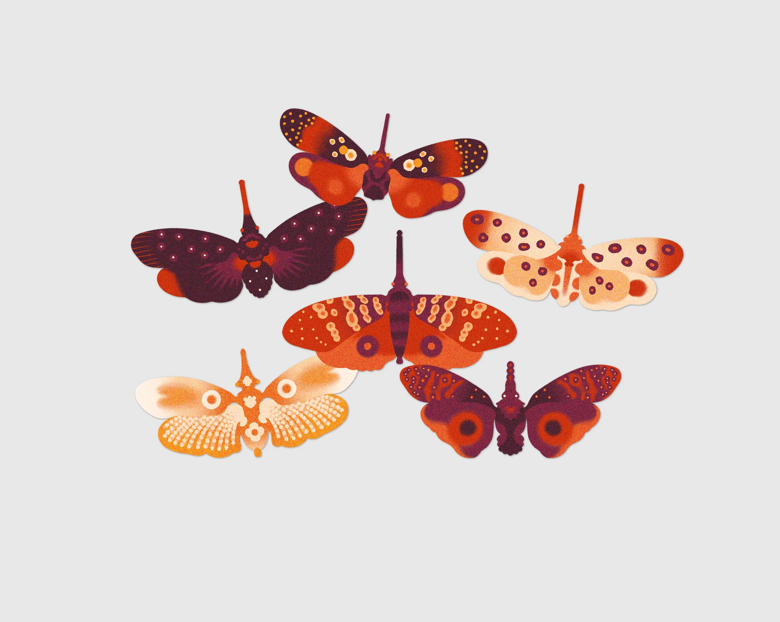 Gabarit Fulgoridae.jpg