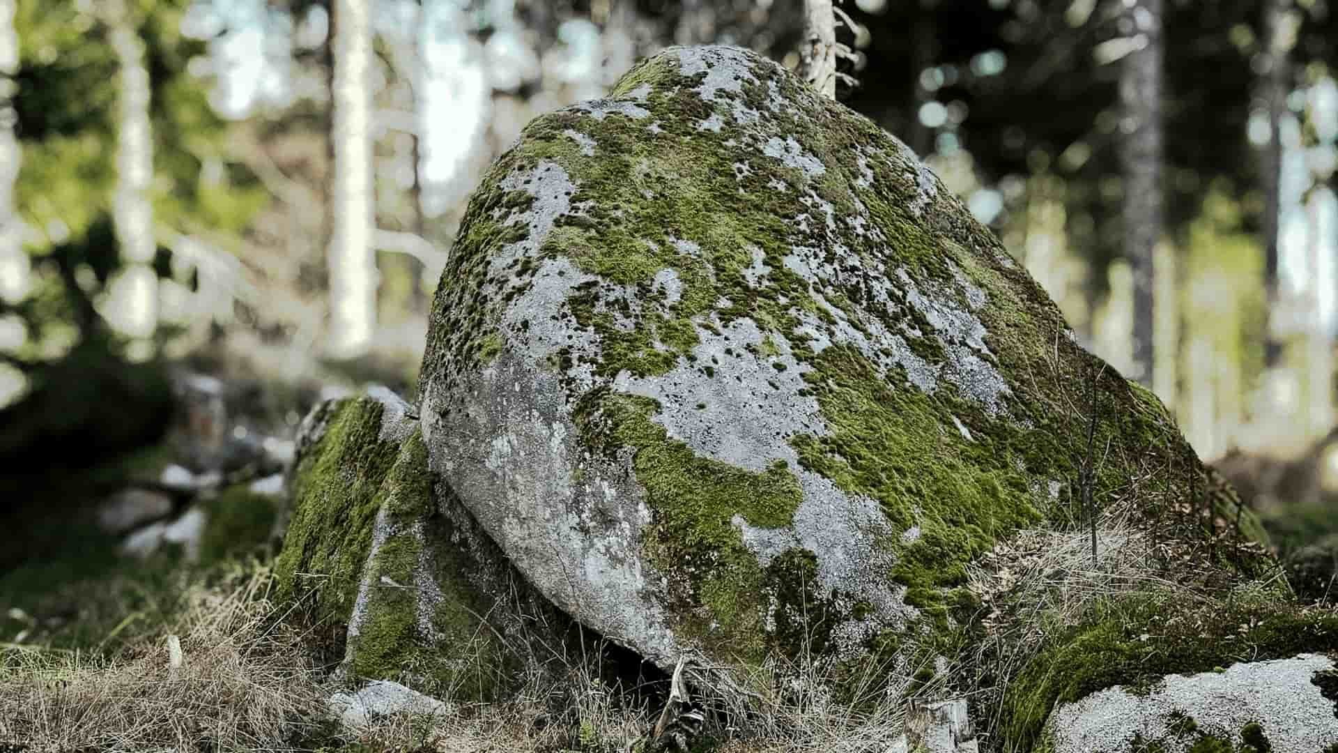 Ein moosbedeckter Felsen in der Umgebung des Kolmenhofs mit Bäumen im Hintergrund.