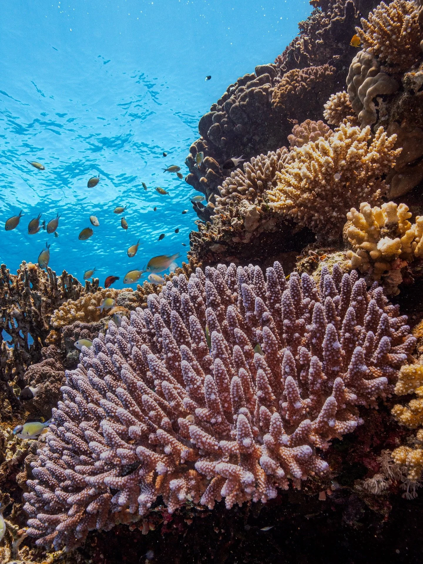 Acropora 🪸💙 🤎 
.
.
.
📷 #sonya6400
📸 #saltedlinehousing
🔬 #sigma16mm

#RedSea #CoralReef #UnderwaterPhotography #Scuba #Coral