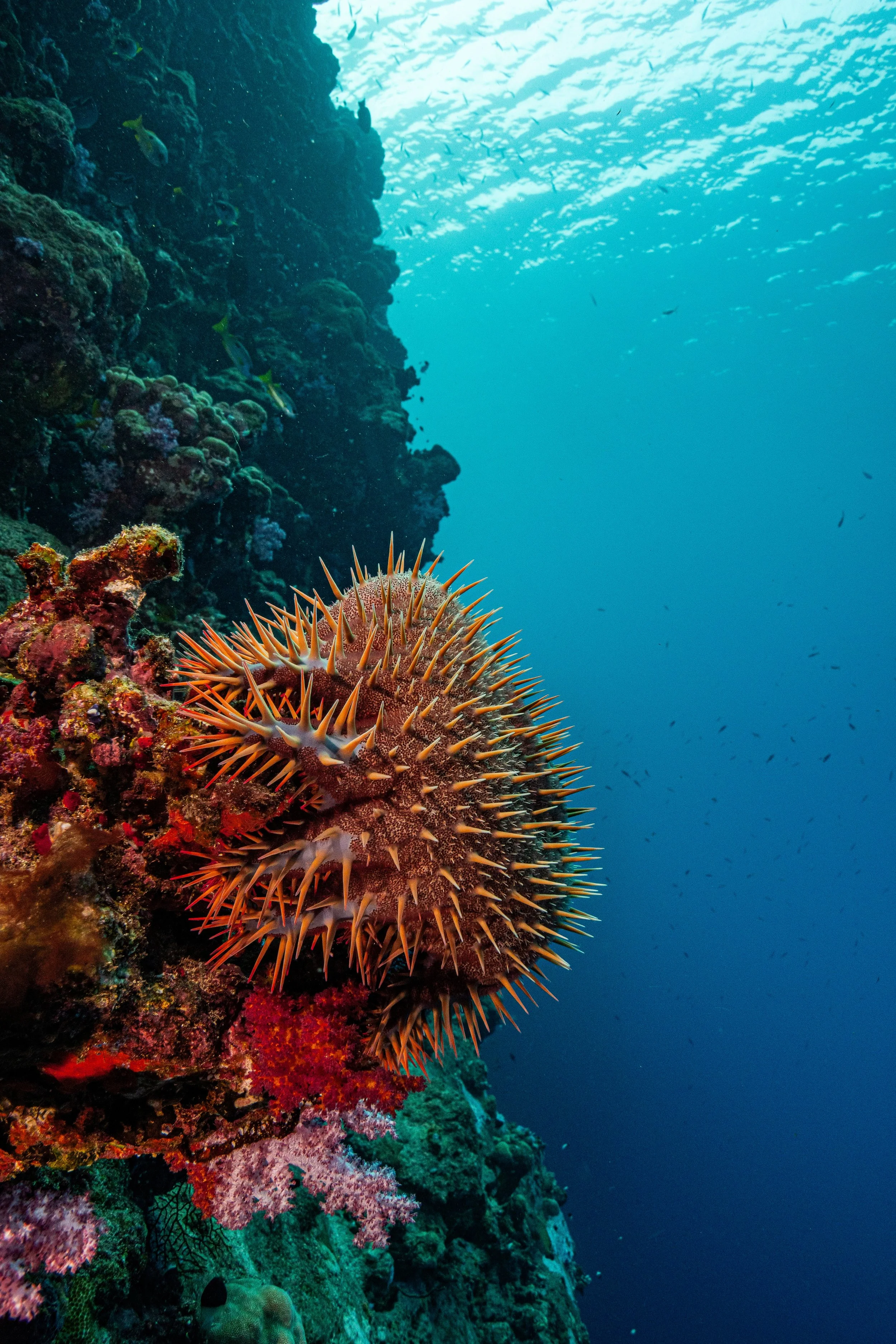Crown of Thorns Starfish