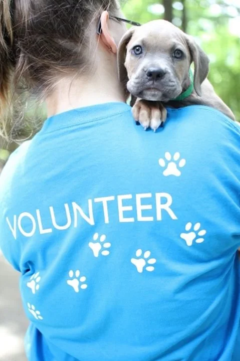 Community Volunteers working for the brave breed project like Kate Rosecrans, Katherine Rosecrans, Leigh Foley, Tyler Campton, and more