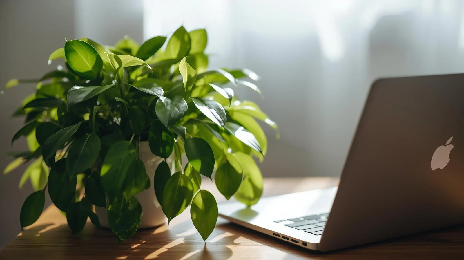 Plante verte sur un bureau en bois à côté d'un ordinateur portable Apple dans une pièce lumineuse.