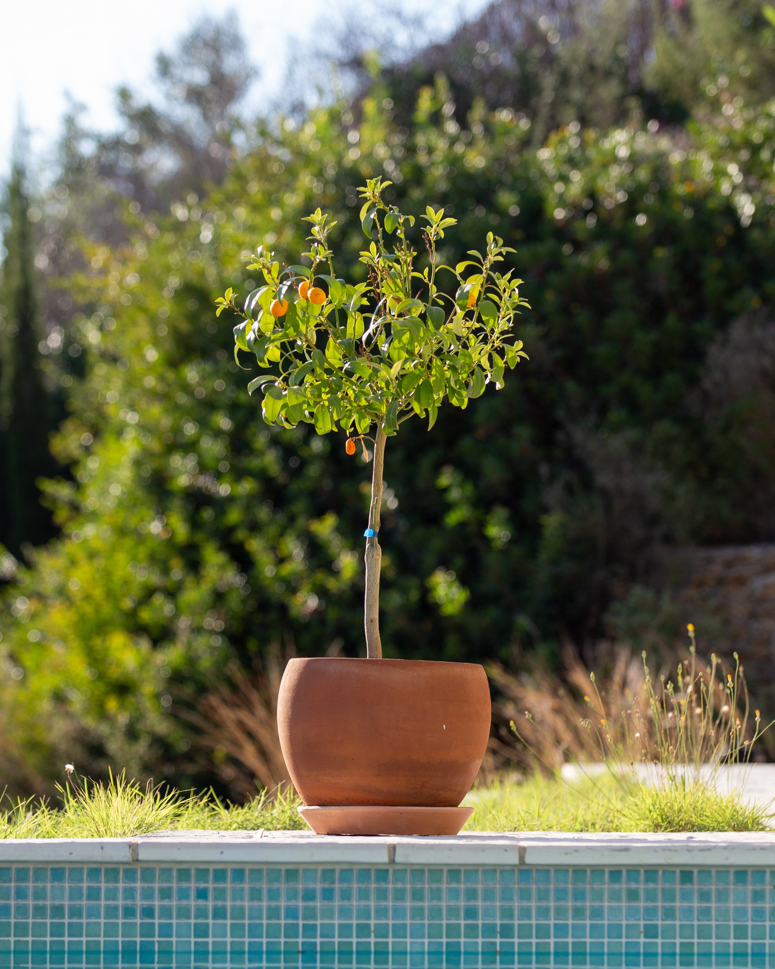 A kumquat tree is just one of the many important plants and wildlife you'll see at Villa Natura in Corfu, an airbnb and rental for your next getaway.