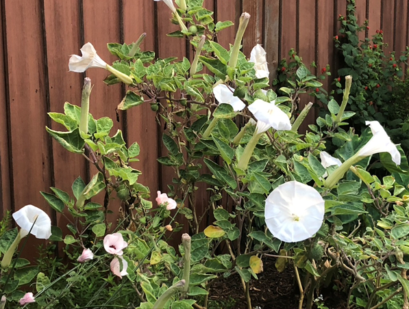 morning glory flowers