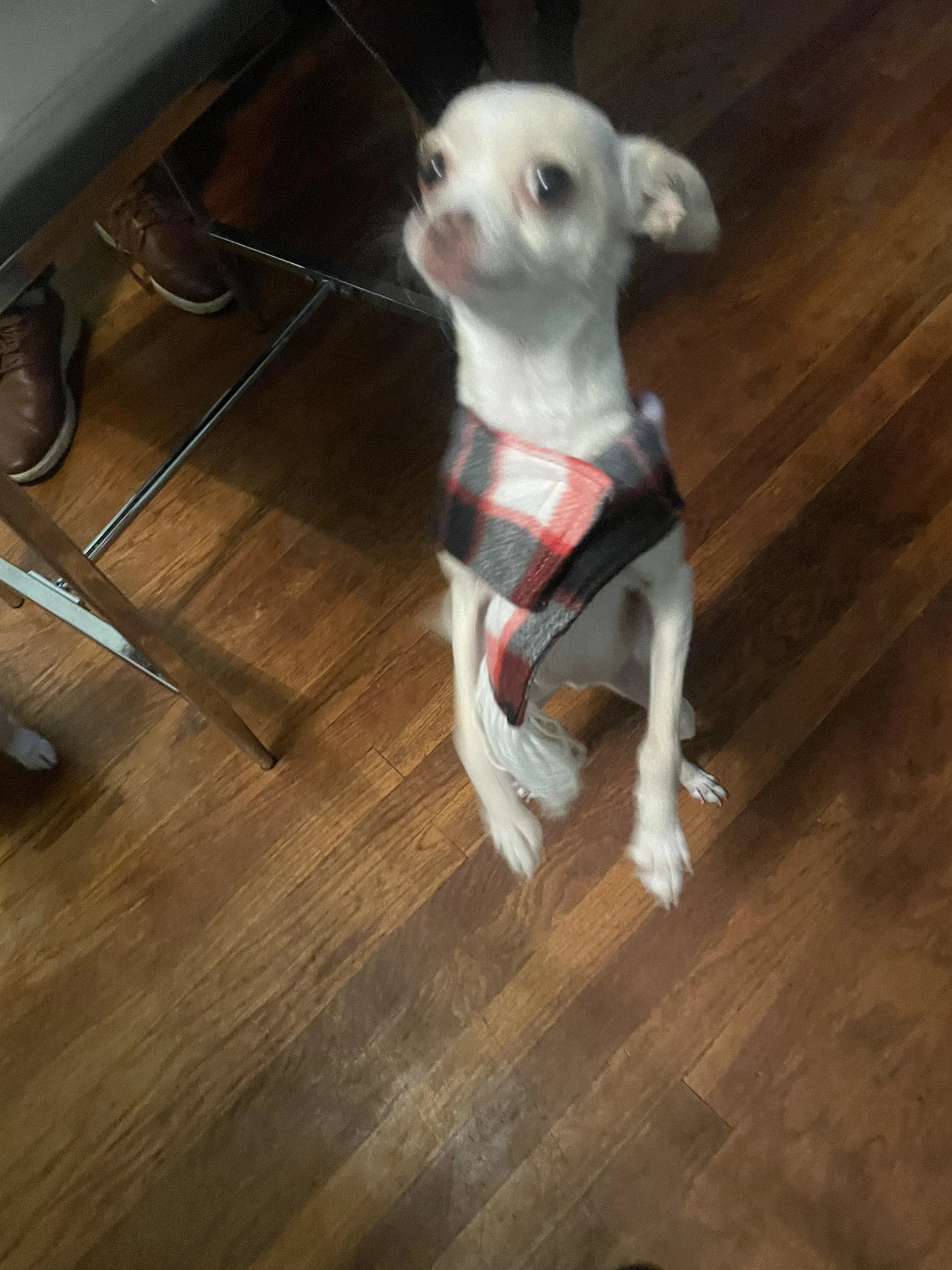 A small dog with white fur and tan markings wearing a red and black checkered harness sitting on a wooden floor indoors.
