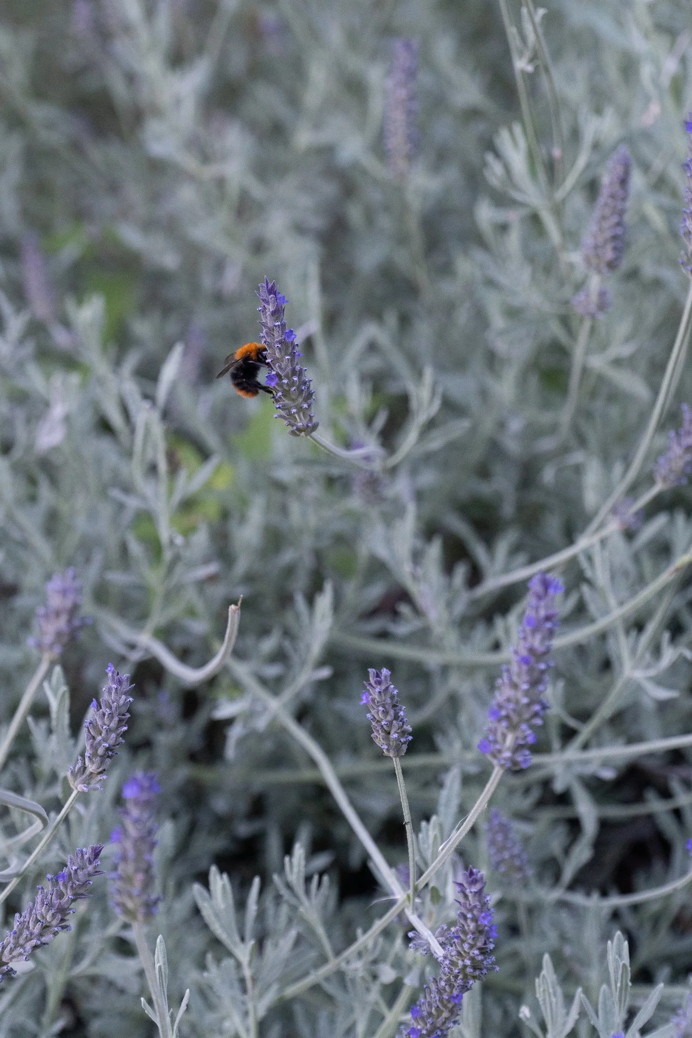 Gallery Image 32.jpg