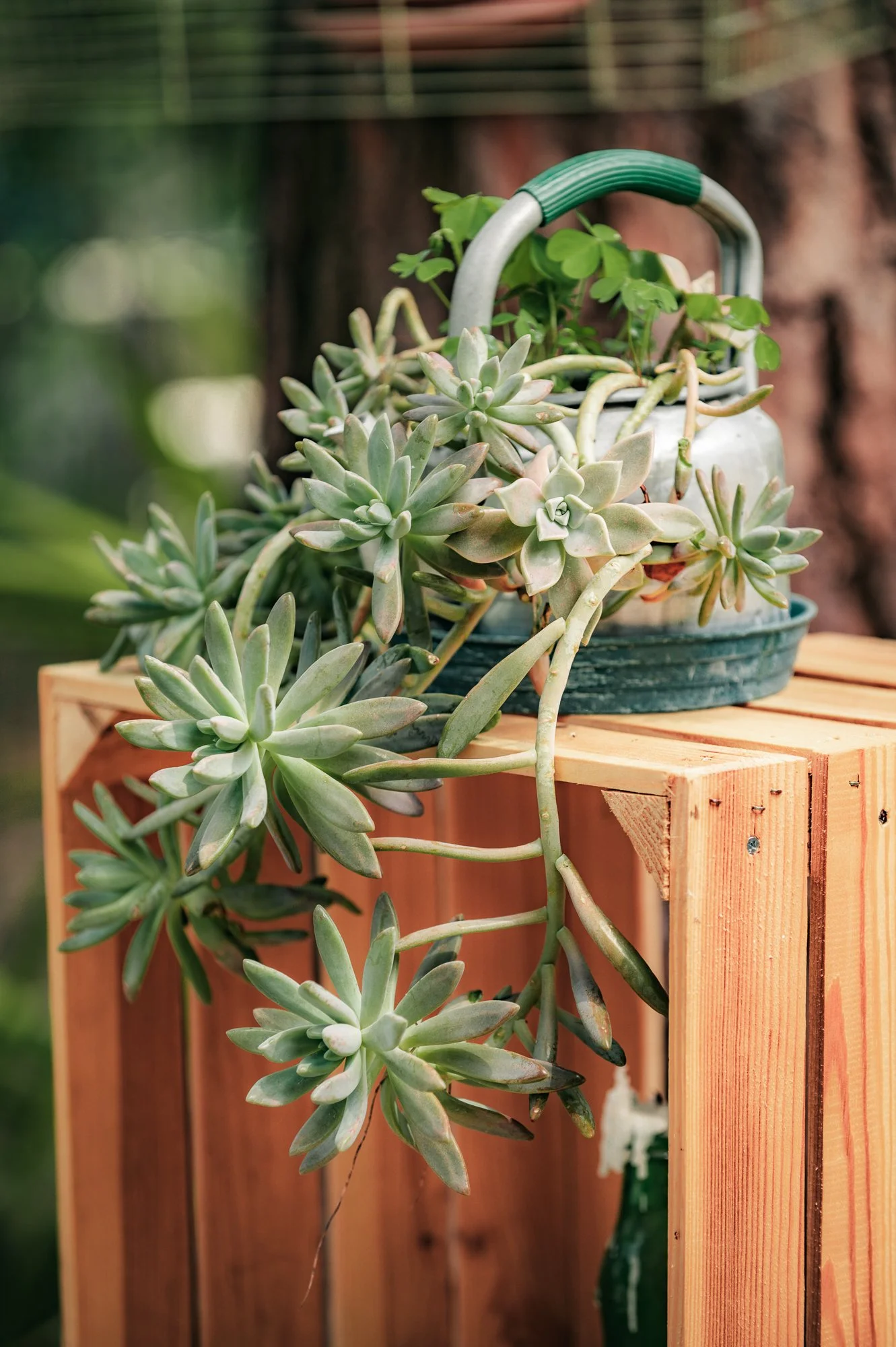 Pianta di succulente in un vaso di metallo verde, appoggiata su una cassa di legno.