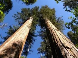 The Biggest Tree I Know!