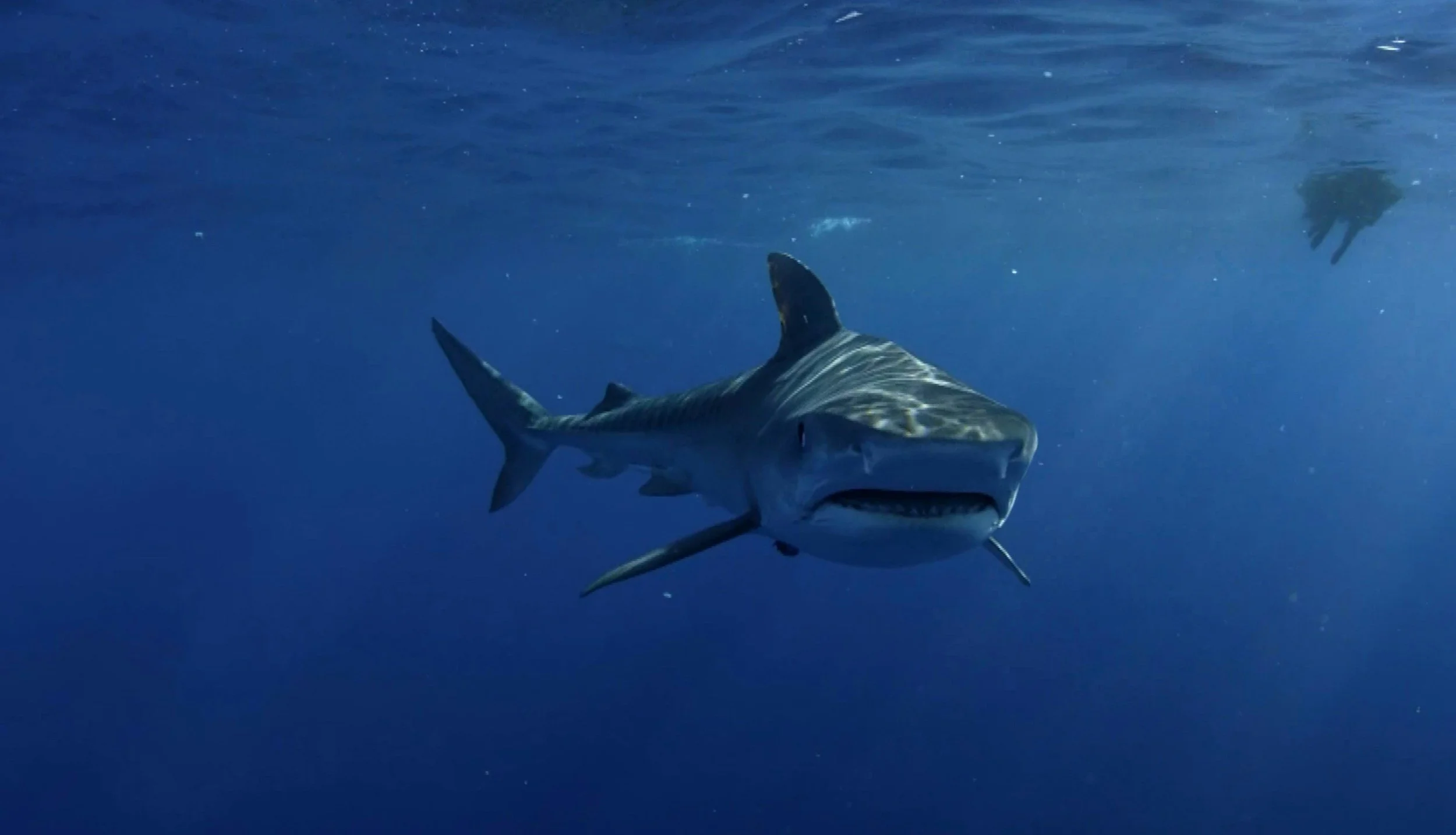 Sharks!!!