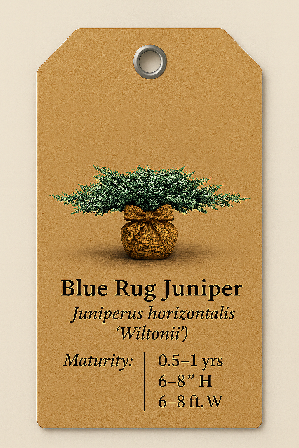 Blue Rug Juniper