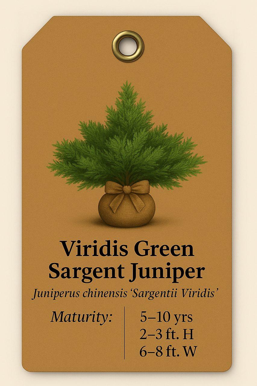 Viridis Green Sargent Juniper