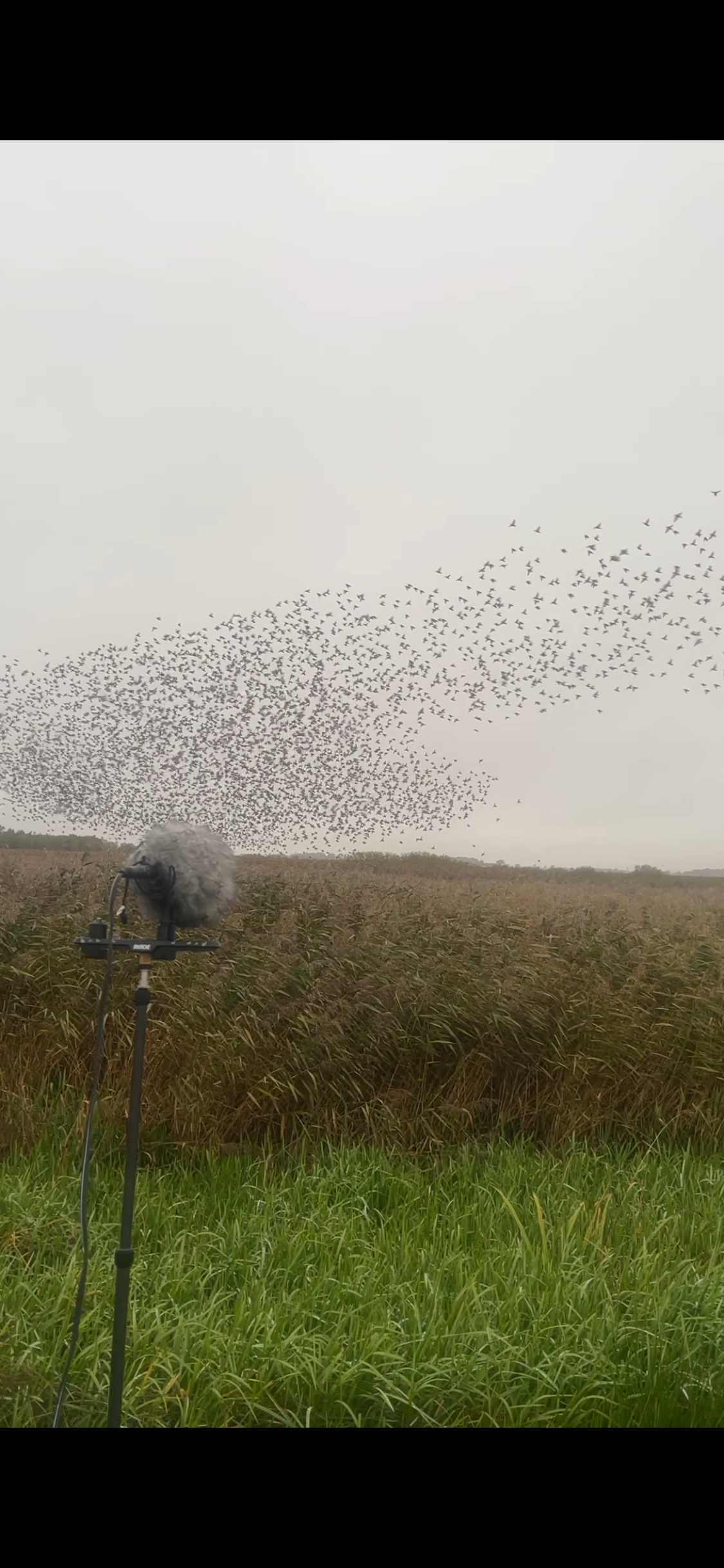 A flock of birds flying over a green and brown grassy field with a recording microphone in the foreground.