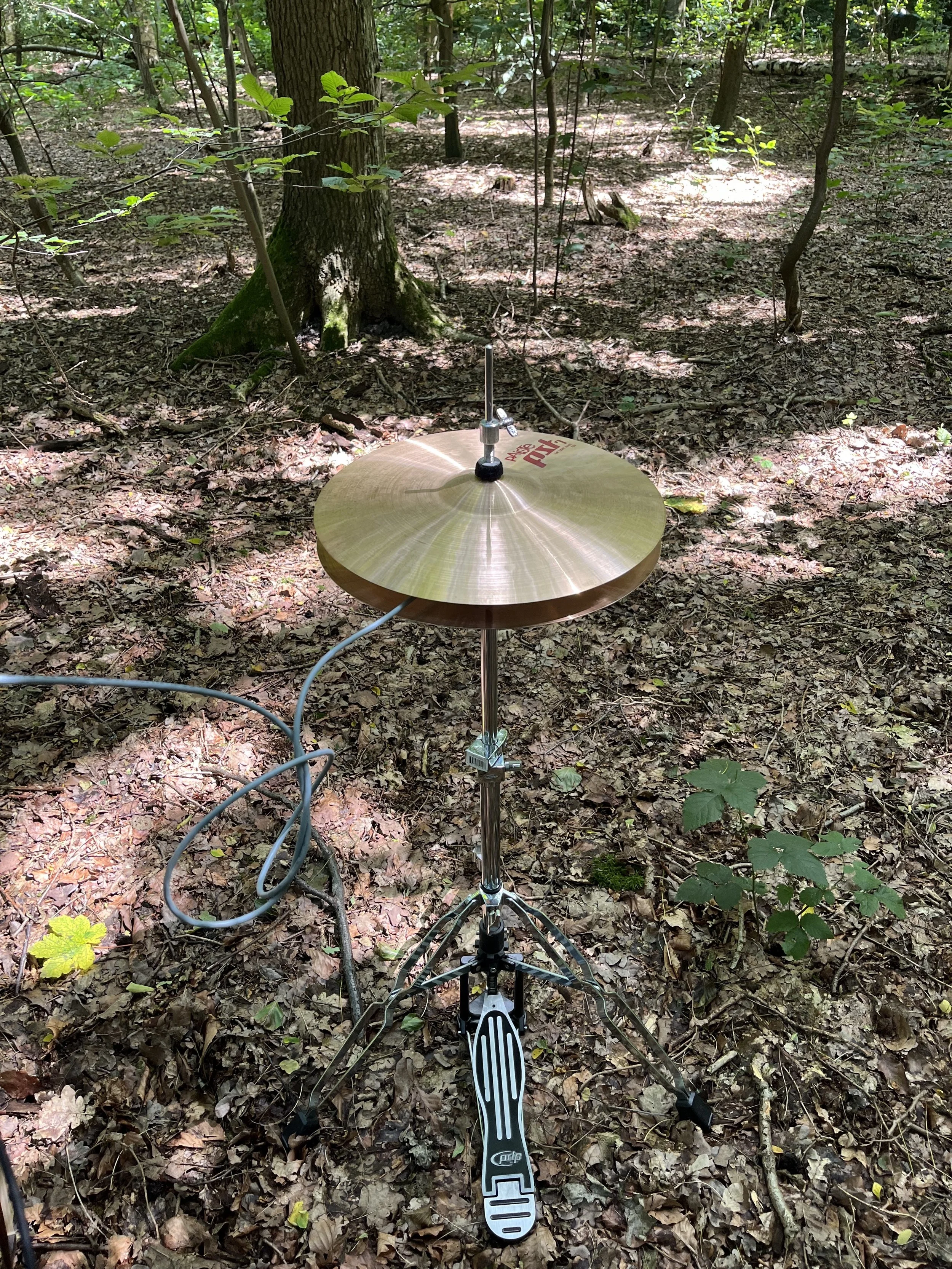 A cymbal mounted on a stand with a drum pedal attached, set up outdoors in a wooded area with trees, leaves, and plants on the forest floor.