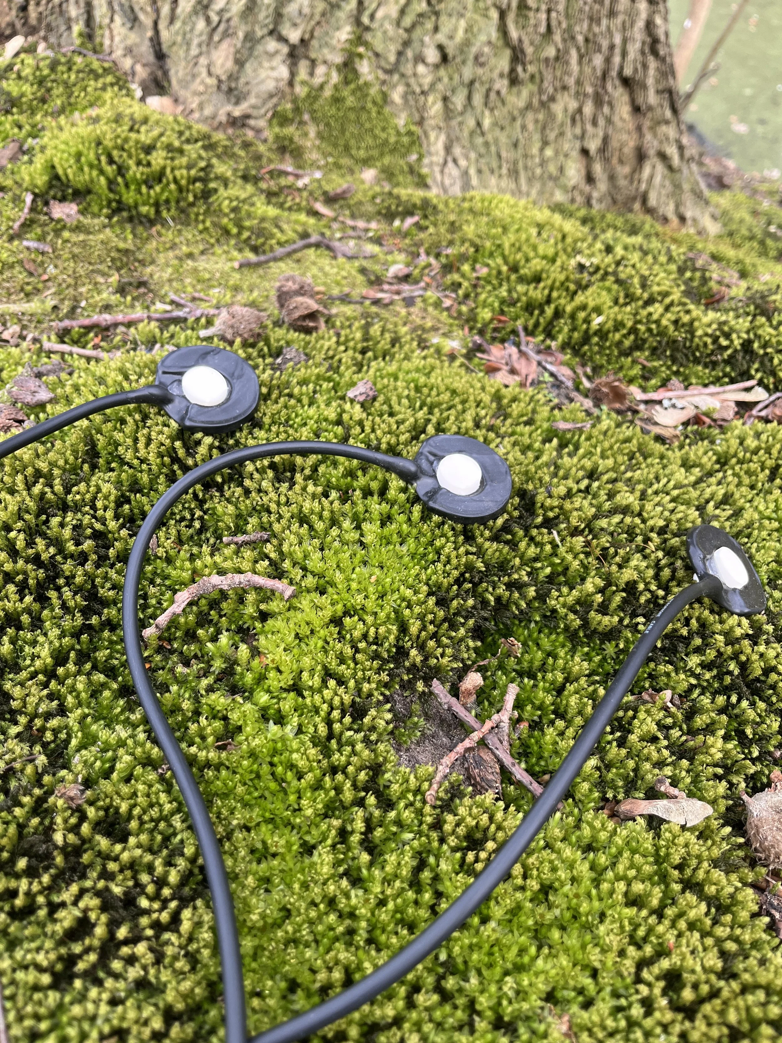 Close-up of a moss-covered ground with a tree trunk in the background and three small contact-microphones with white bulbs lying on the moss.