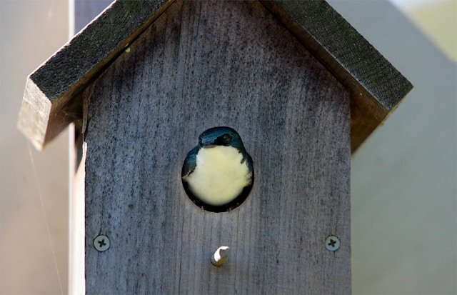 North American Birds That Use Nest Boxes