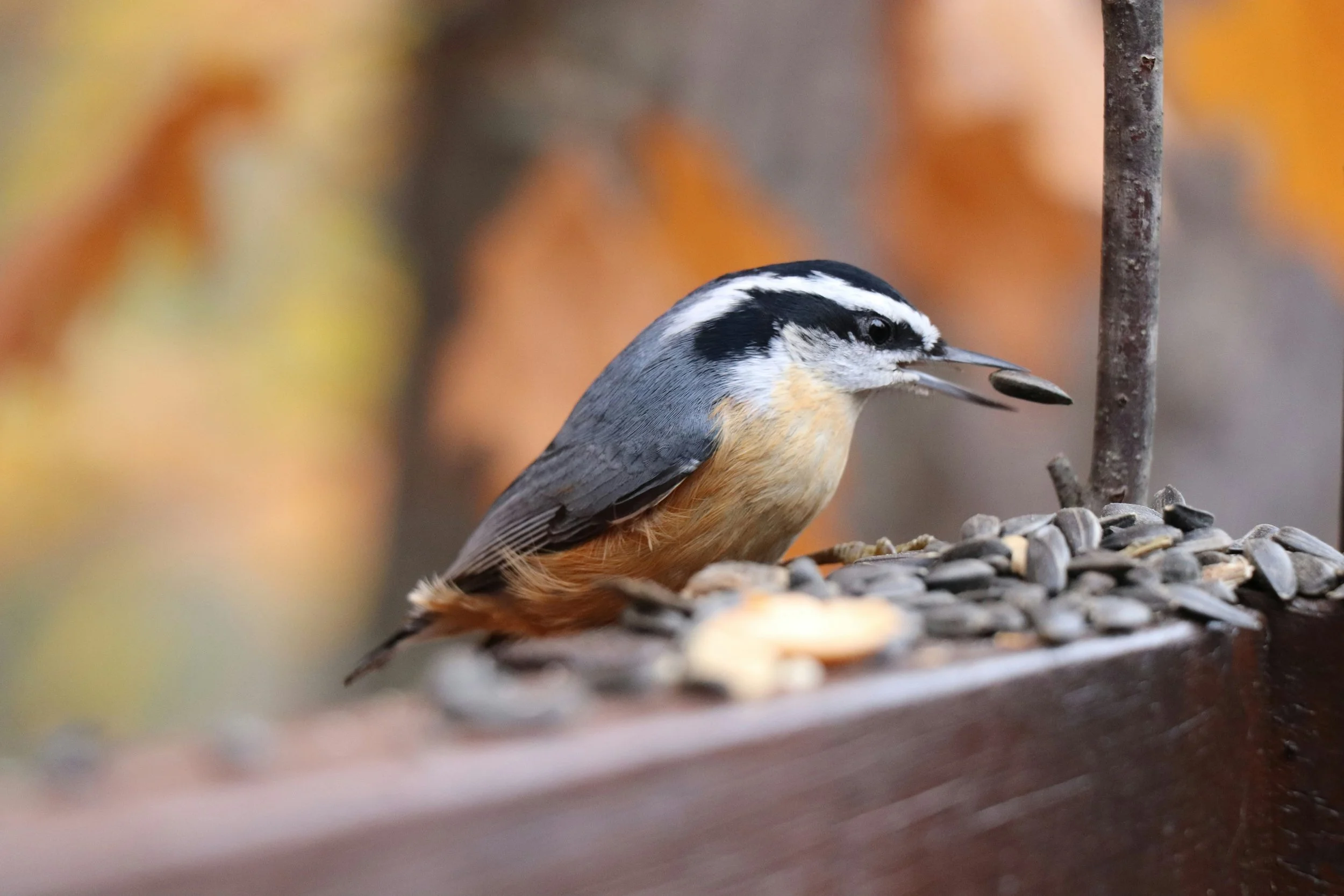 What NOT to Feed Backyard Birds (or Any Wild Birds) 