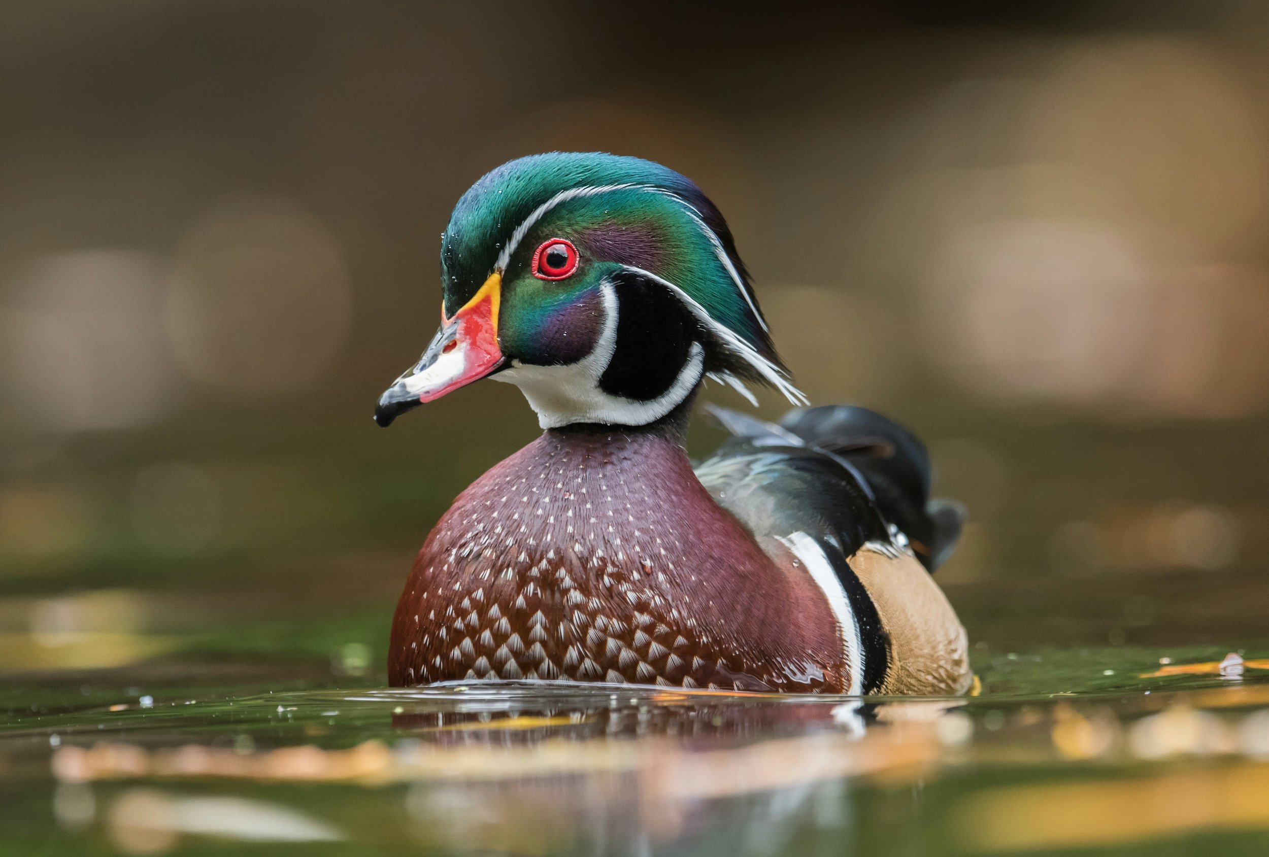 10 Most Beautiful North American Birds